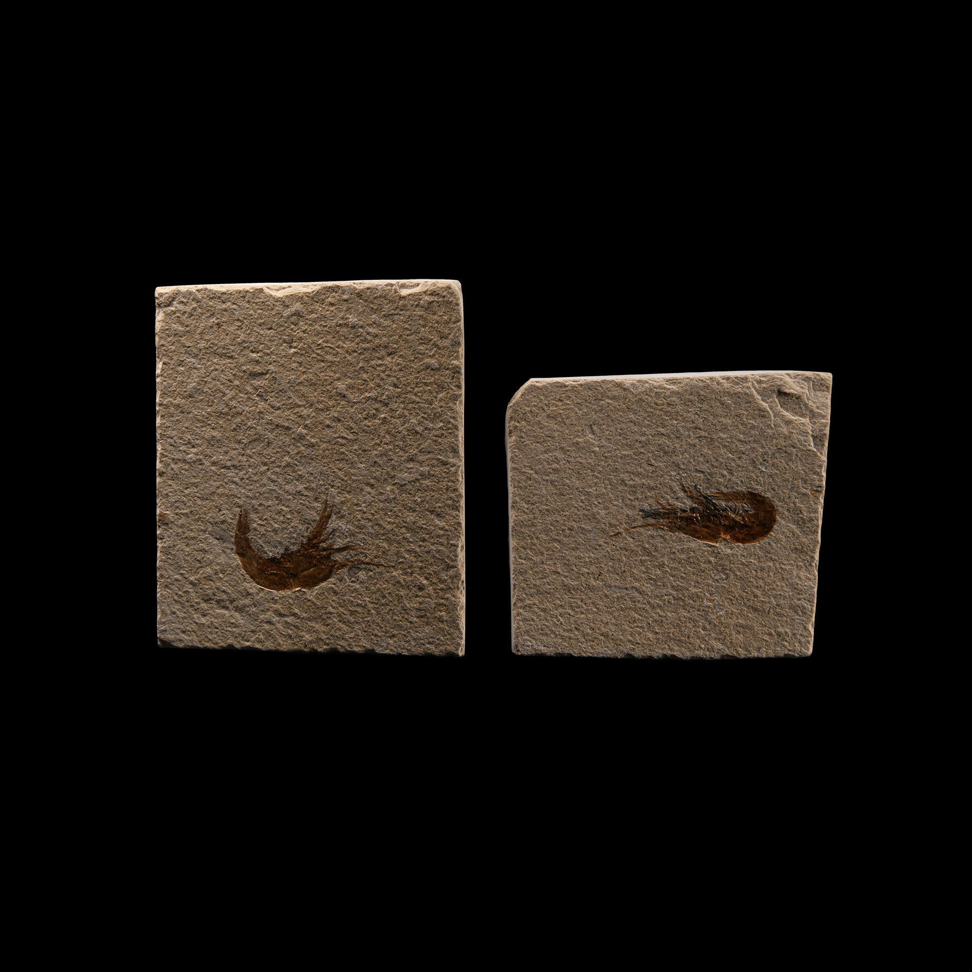 Natural History - Fossil Shrimp Group