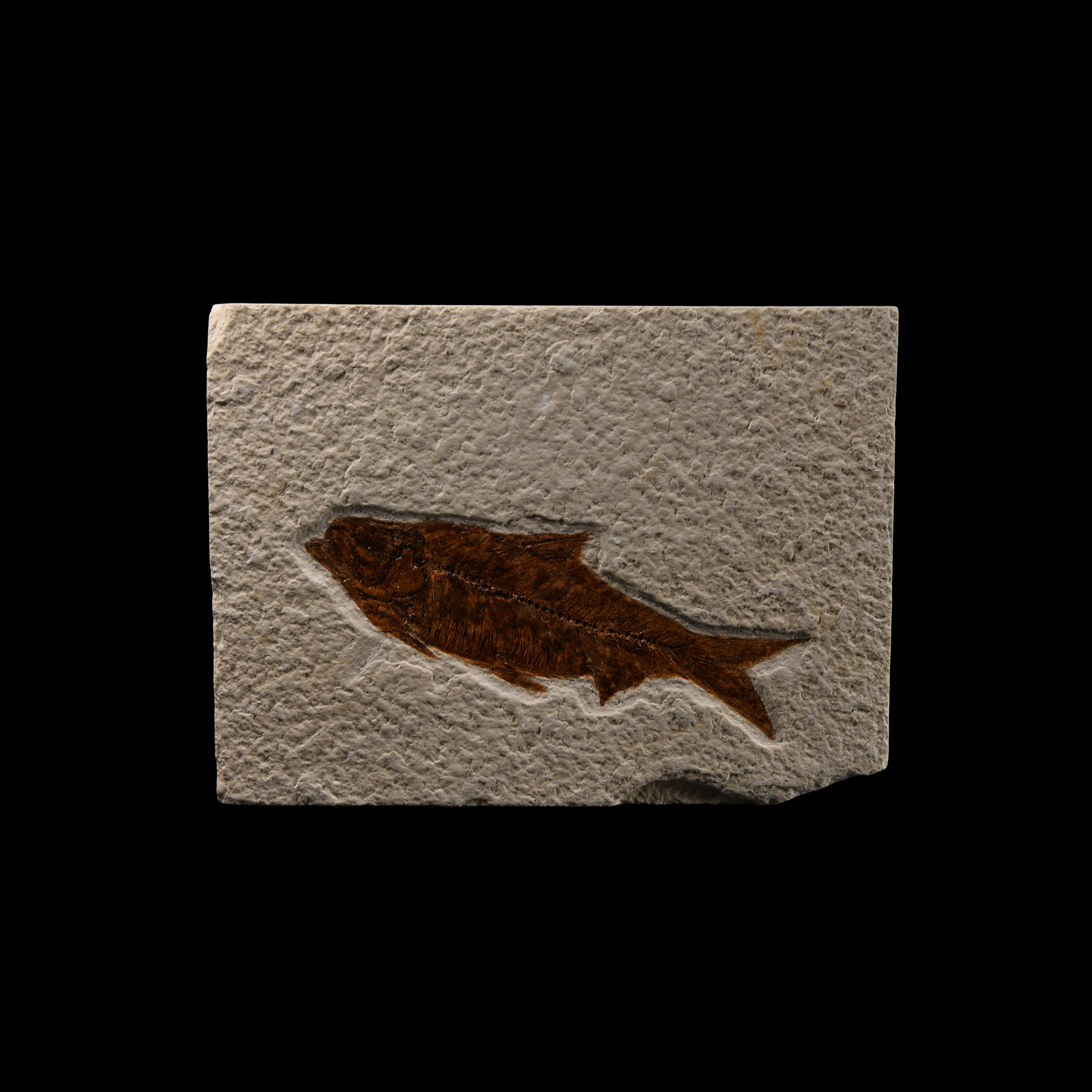 Natural History - Knightia Fossil Fish