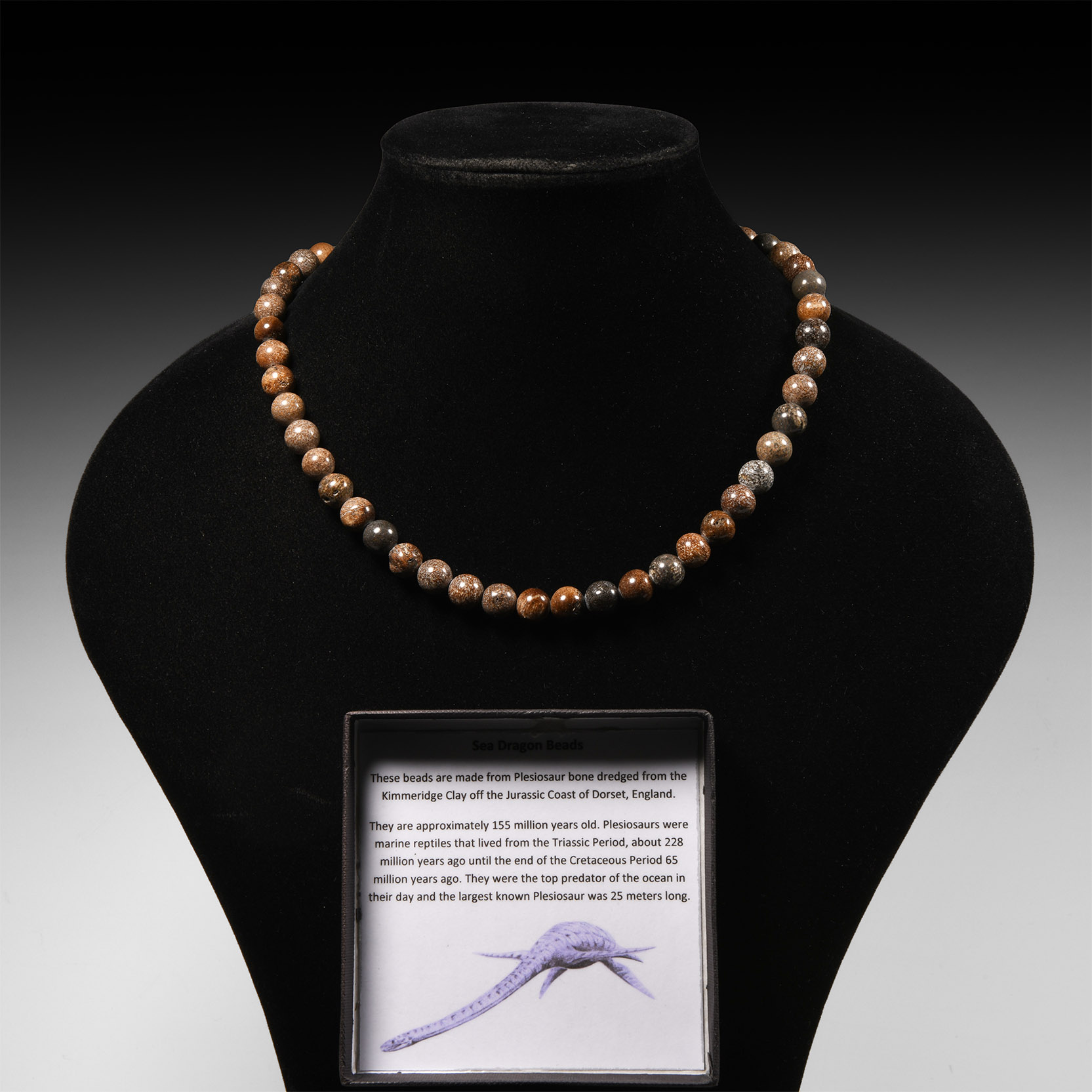 Natural History - Plesiosaur Bone Beads