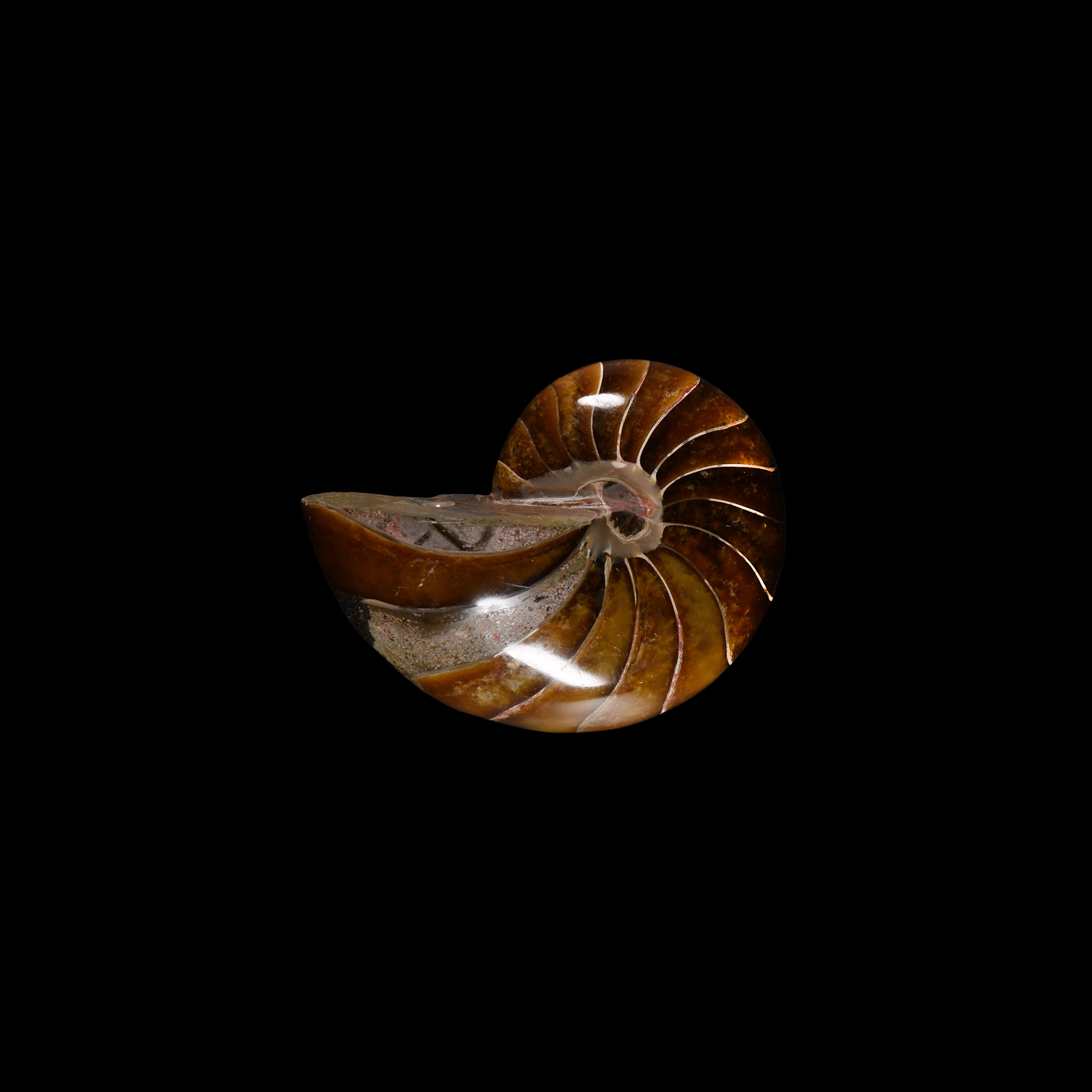 Natural History - Polished Fossil Nautilus