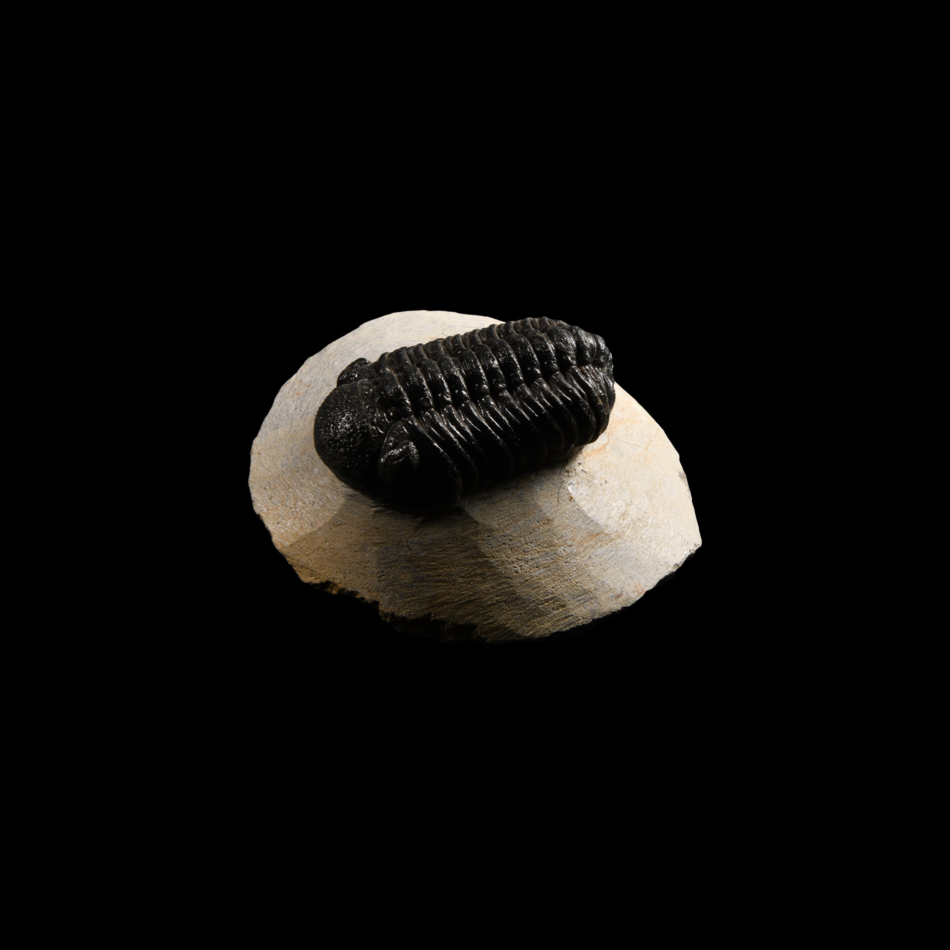 Natural History - Barrandeops Fossil Trilobite