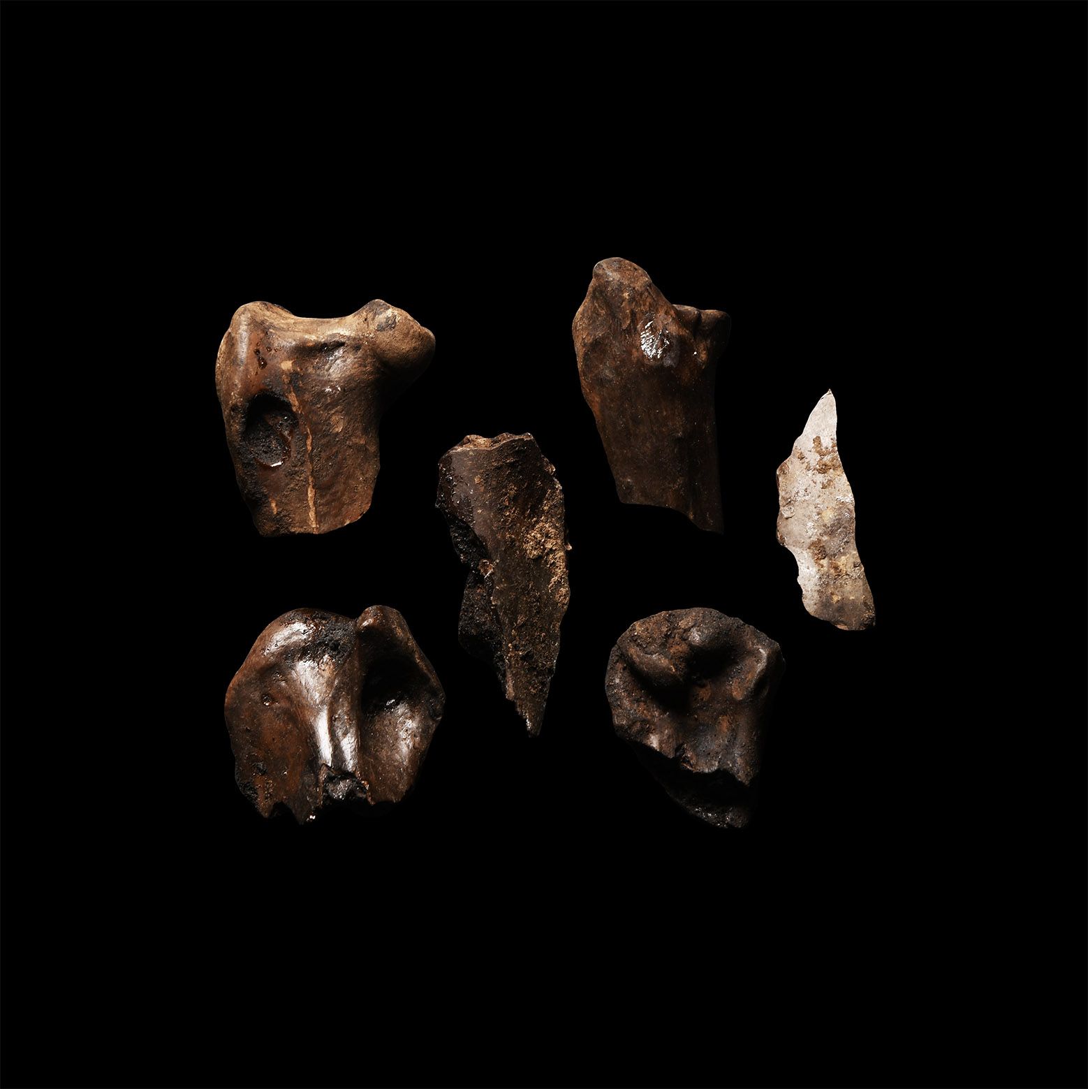 Natural History - Fossil Bird Bone Group