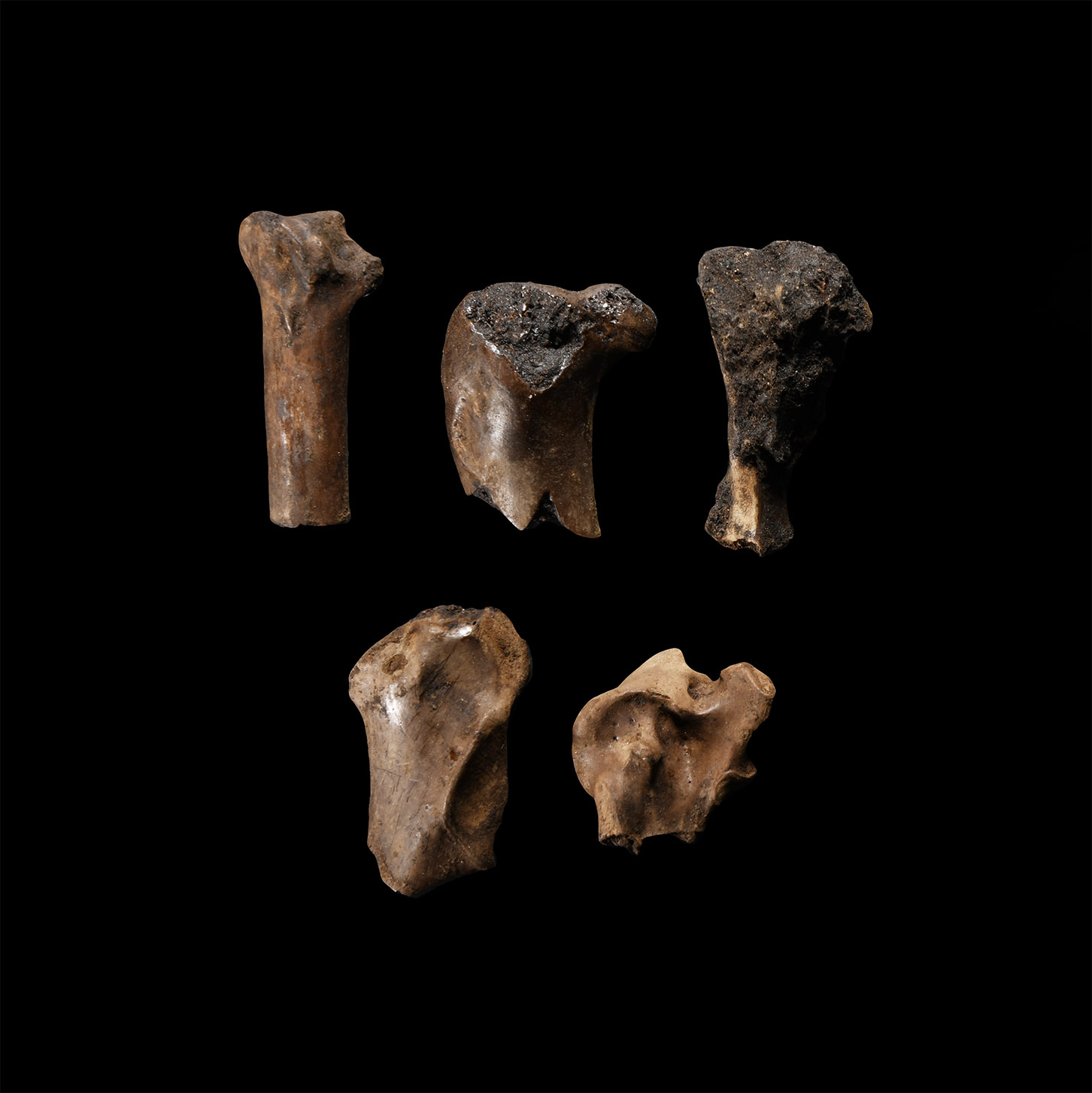 Natural History - Fossil Bird Bone Group