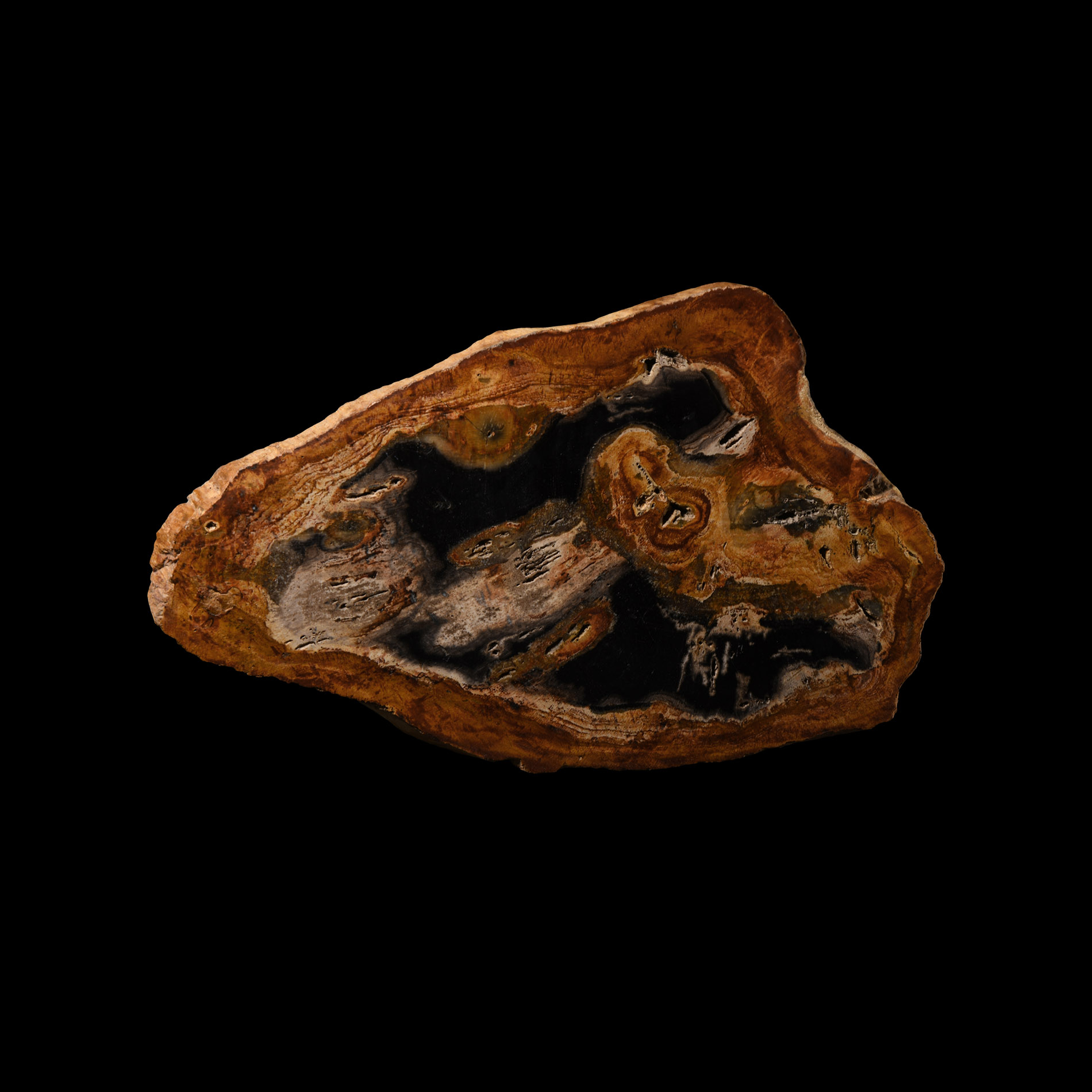 Natural History - Fossil Wood Slice