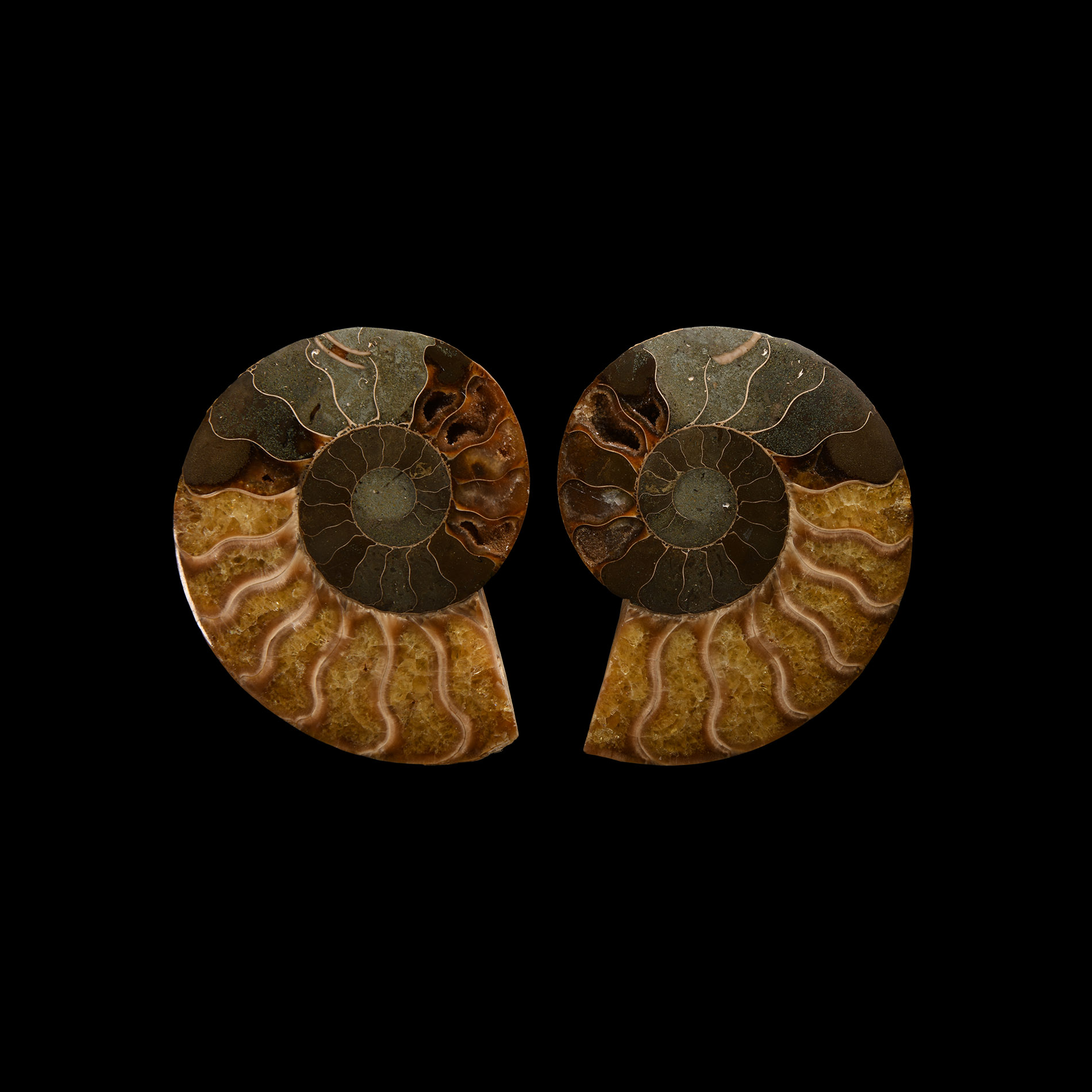 Natural History - Cut and Polished Fossil Cleoniceras Ammonite