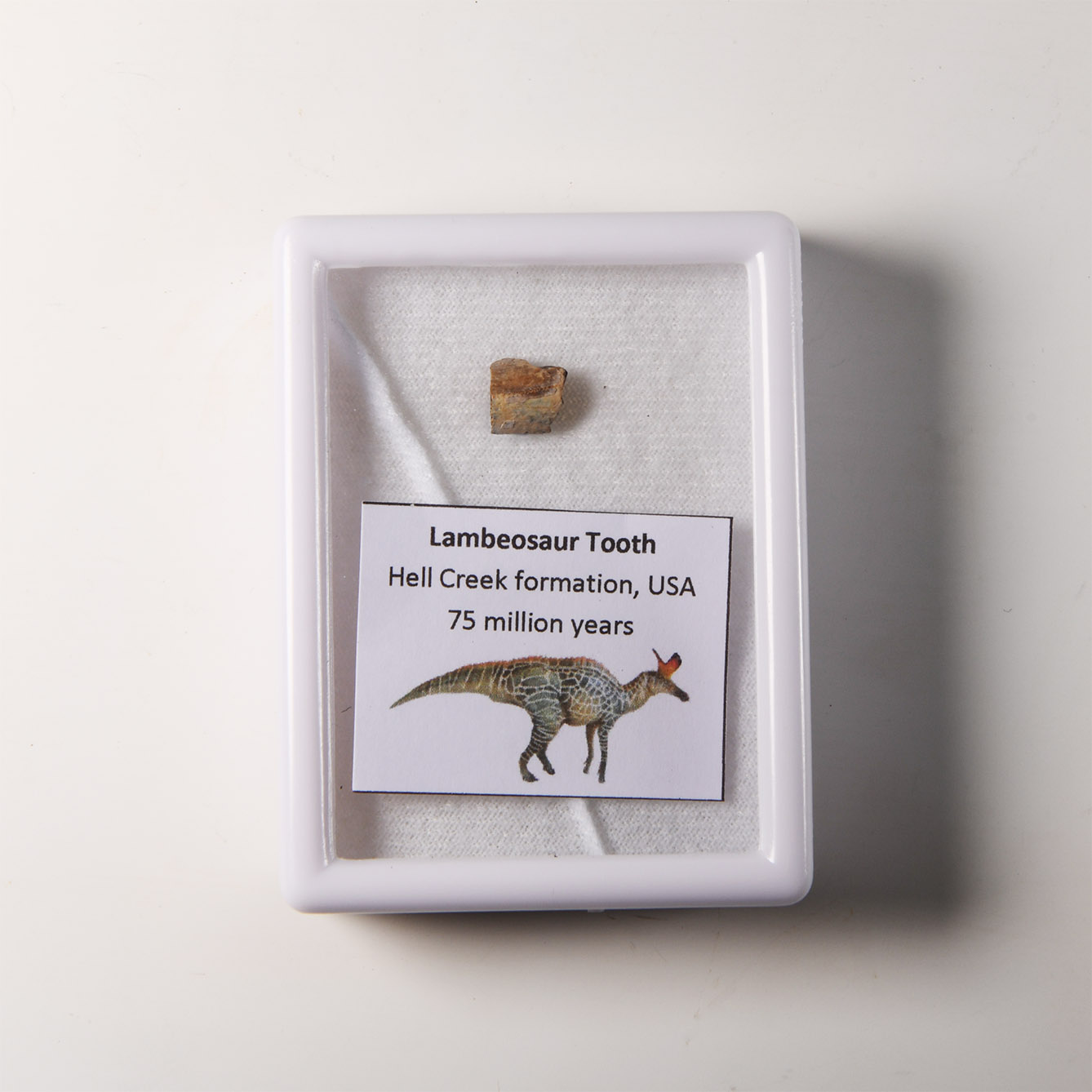 Natural History - Lambeosaurus Hadrosaurid Dinosaur Fossil Tooth