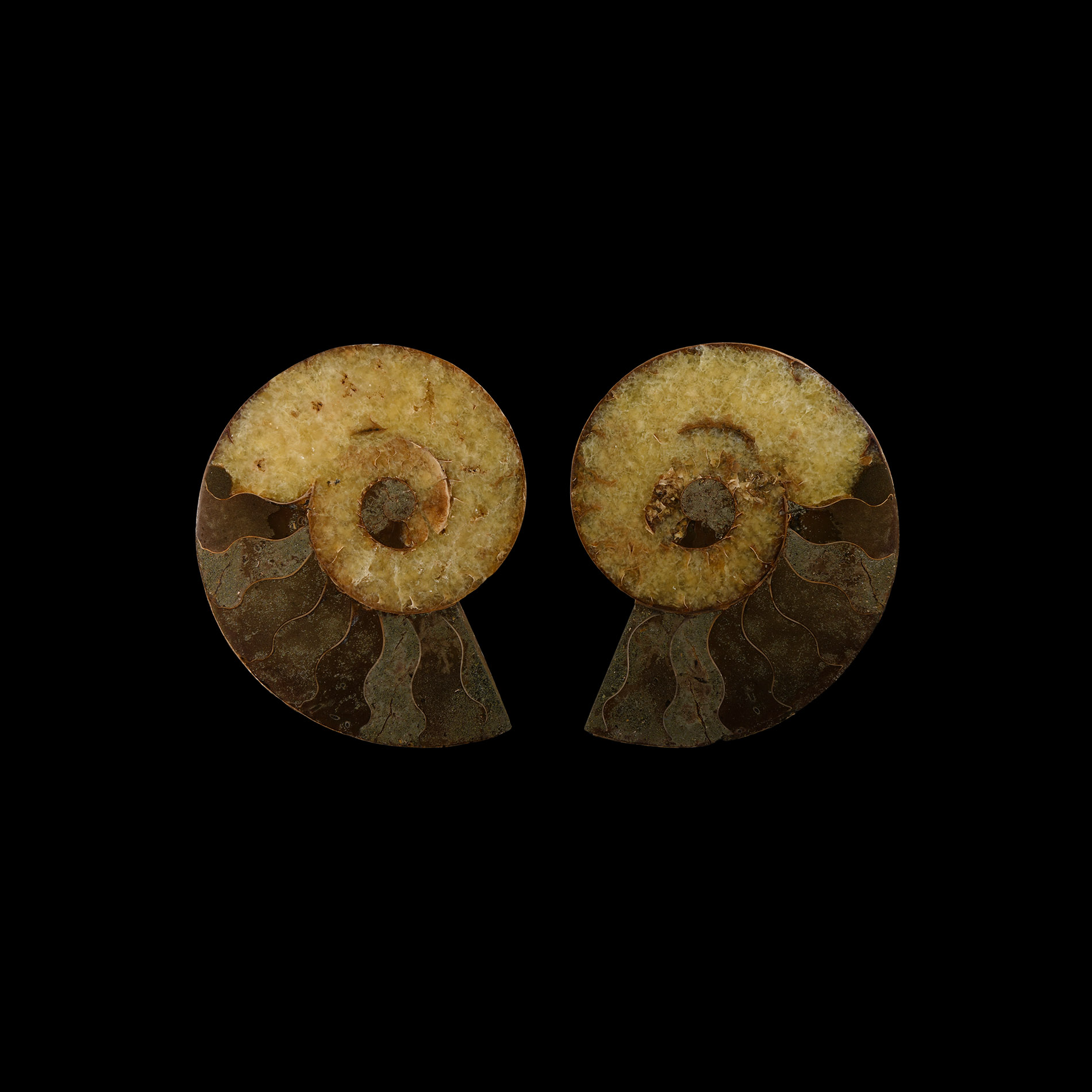 Natural History - Cut and Polished Fossil Ammonite