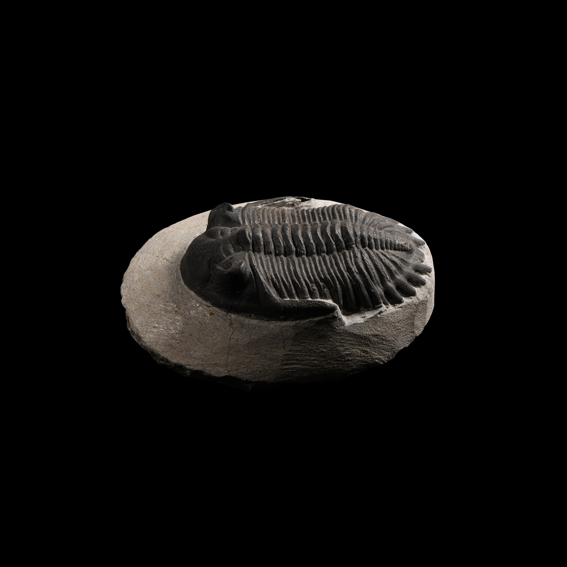 Natural History - Mesacristata Fossil Trilobite
