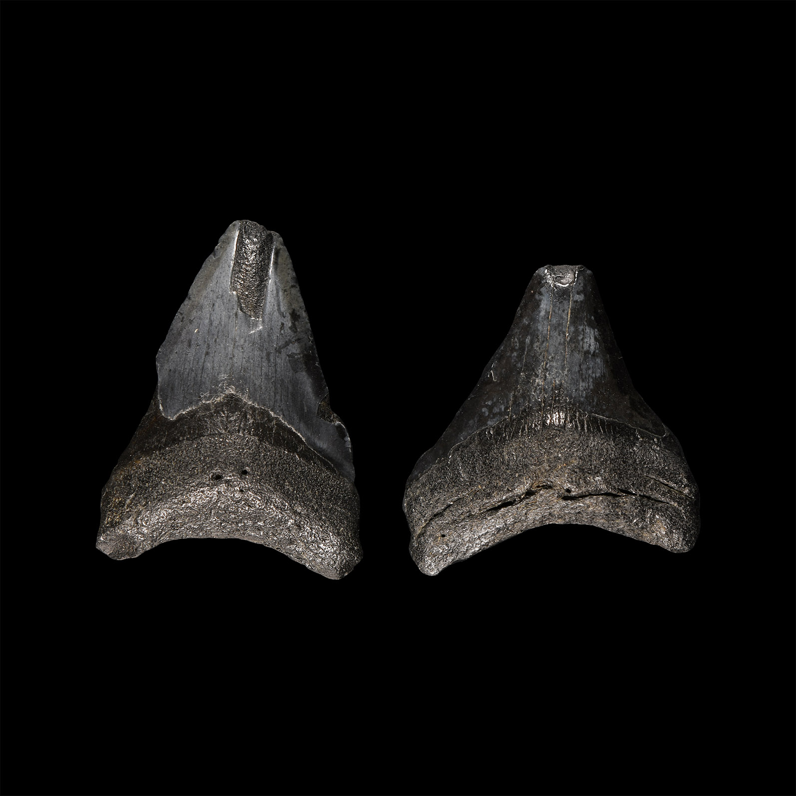 Natural History - Juvenile Megalodon Giant Shark Fossil Tooth Group