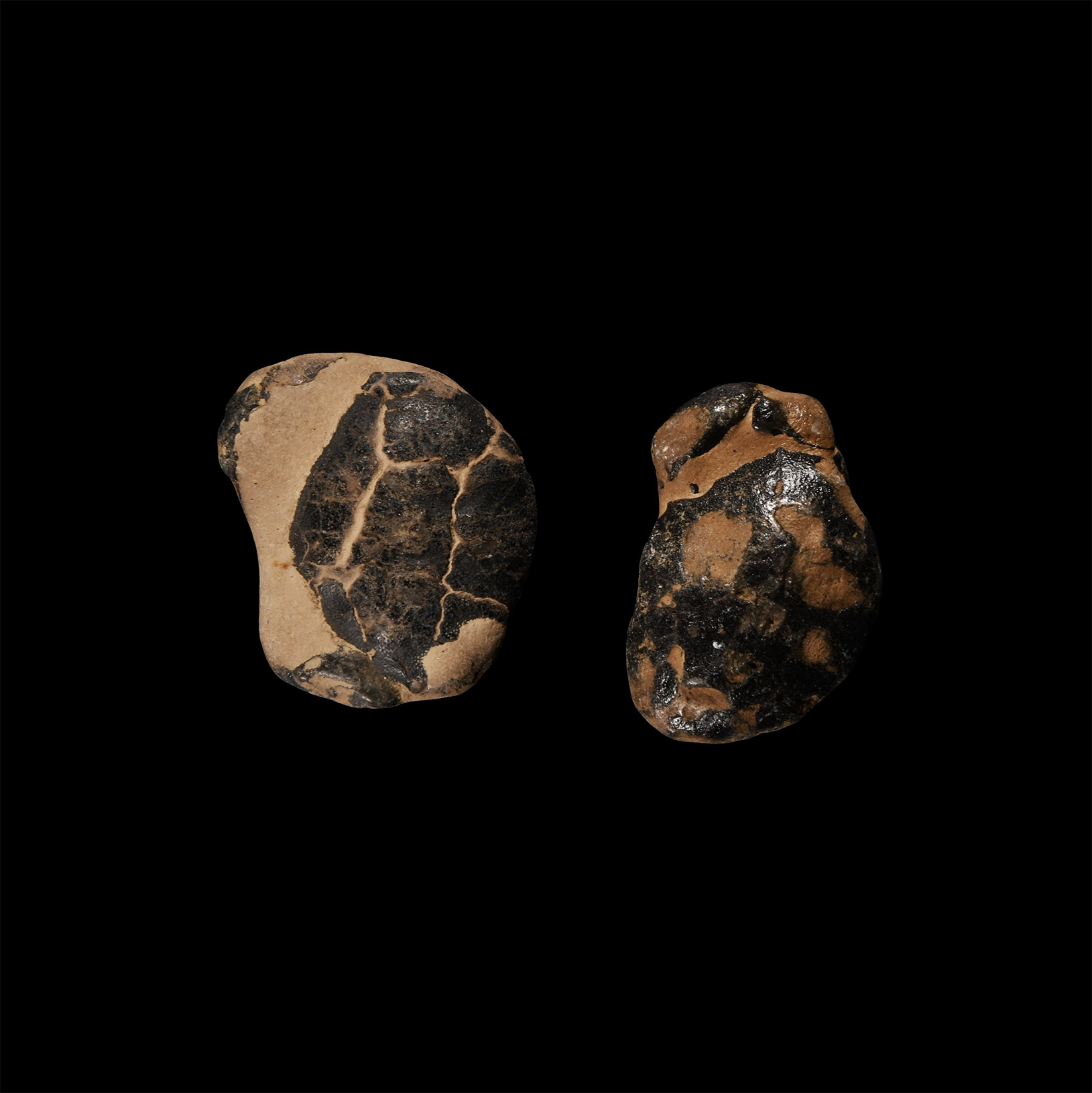 Natural History - English Fossil Crab Group