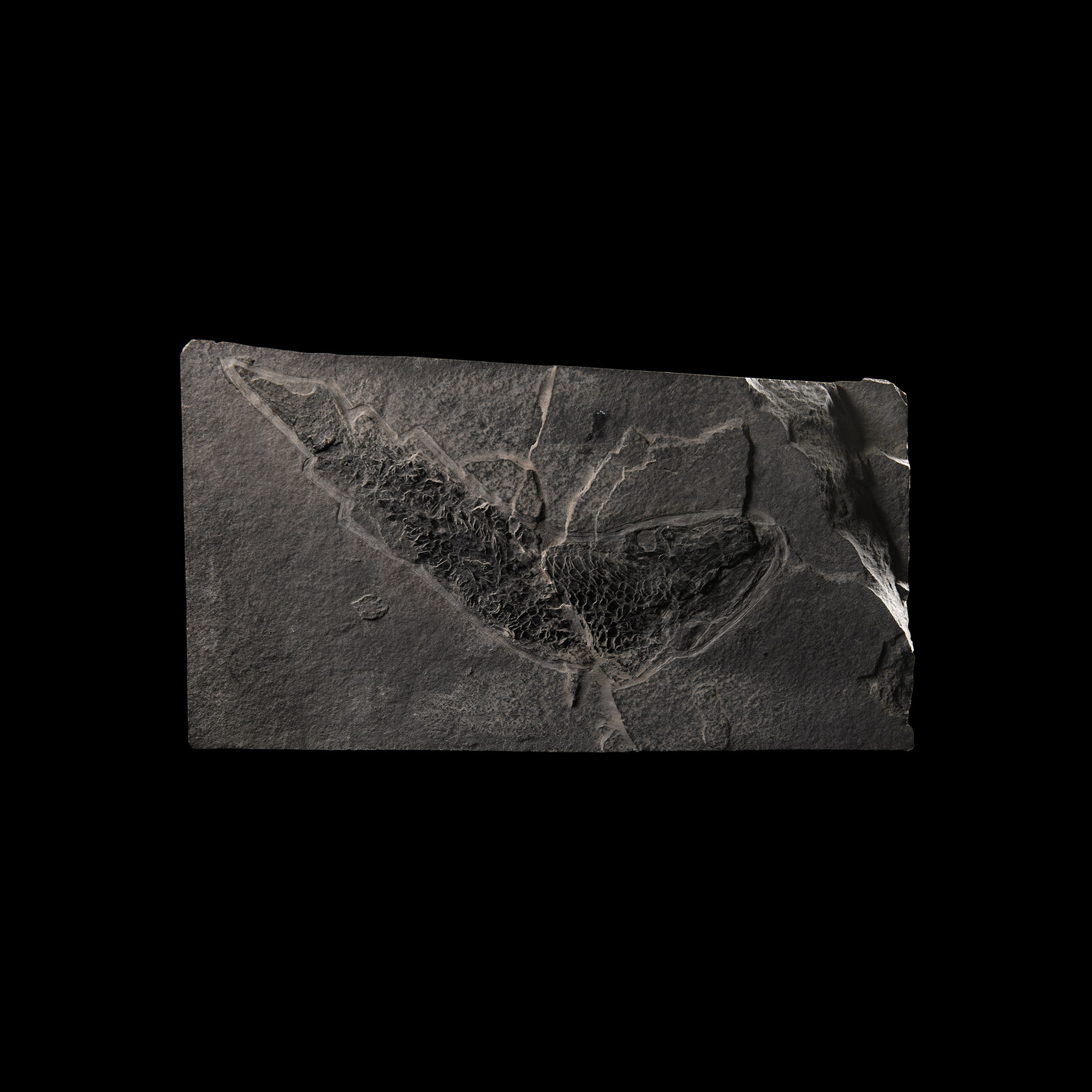 Natural History - Fossil Macrolepidotus Fish