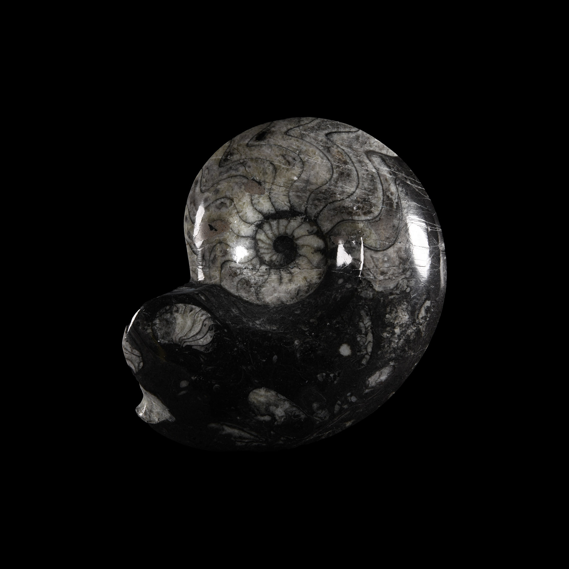 Natural History - Sporadoceras Fossil Goniatite