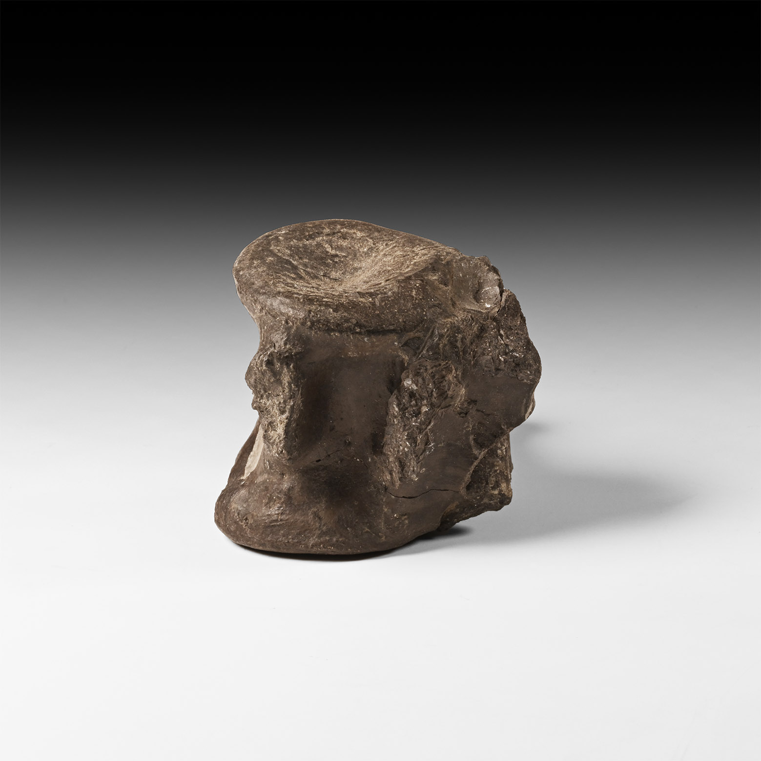 Natural History - Marine Crocodile Fossil Vertebra