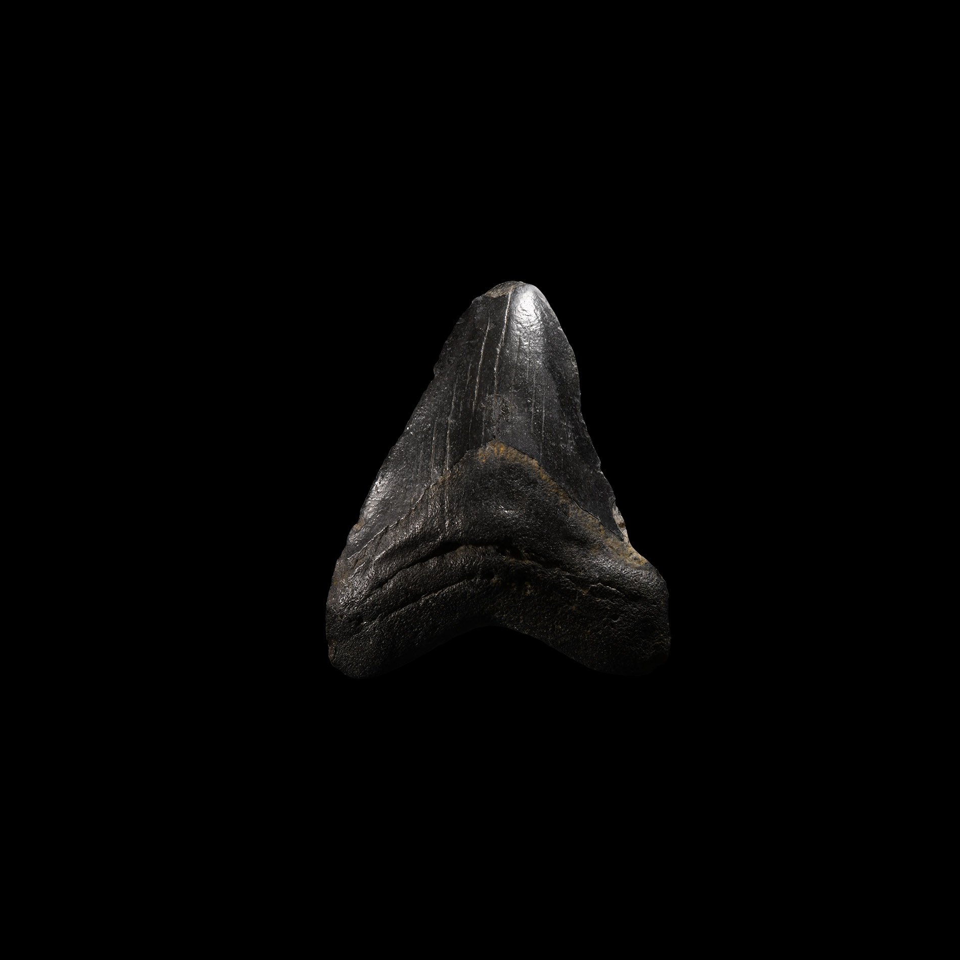 Natural History - Megalodon Giant Shark Fossil Tooth