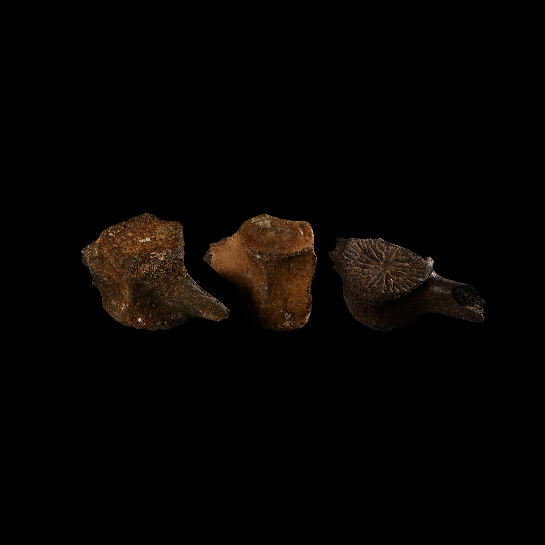 Natural History - Fossil Dolphin Vertebra Group