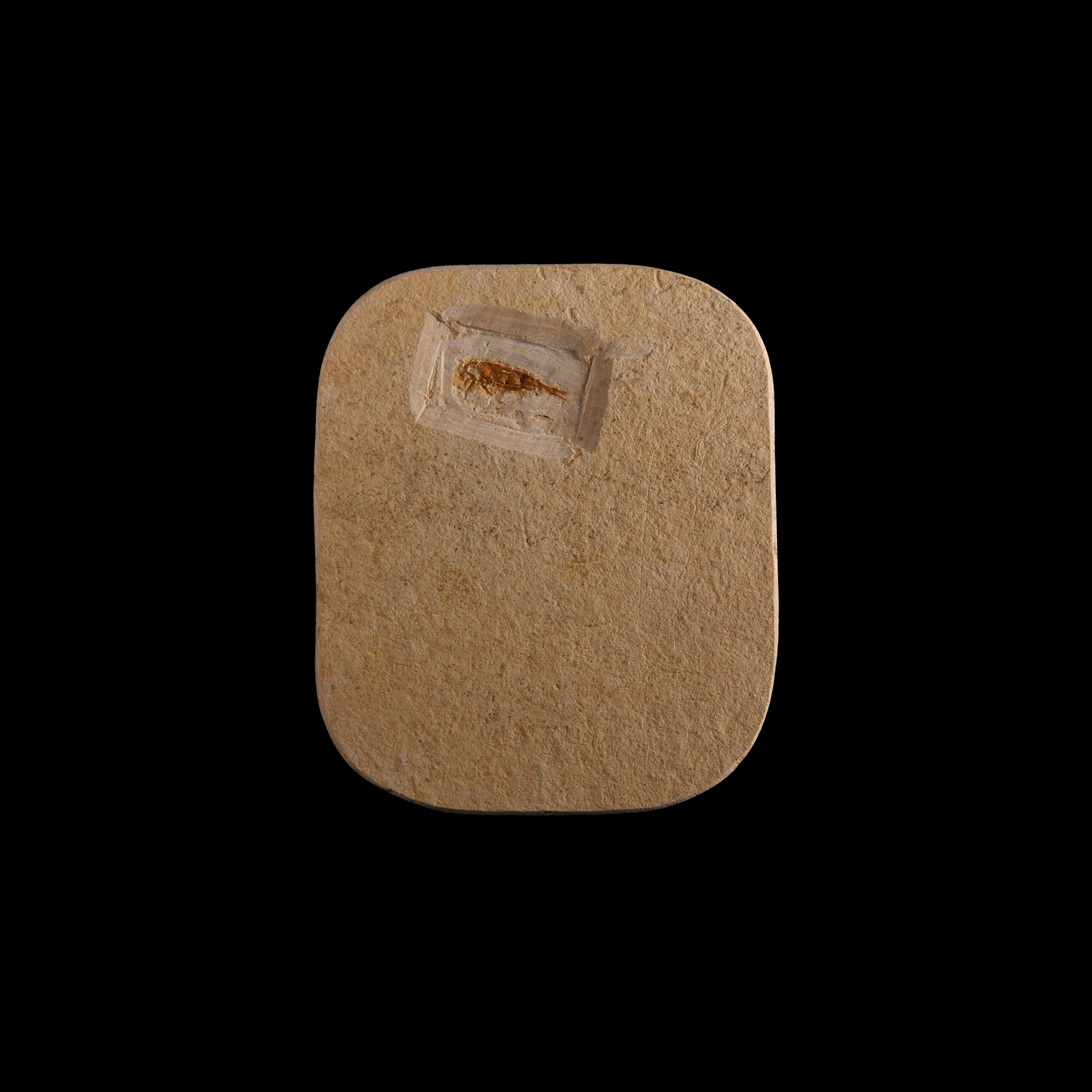 Natural History - Fossil Lacewing