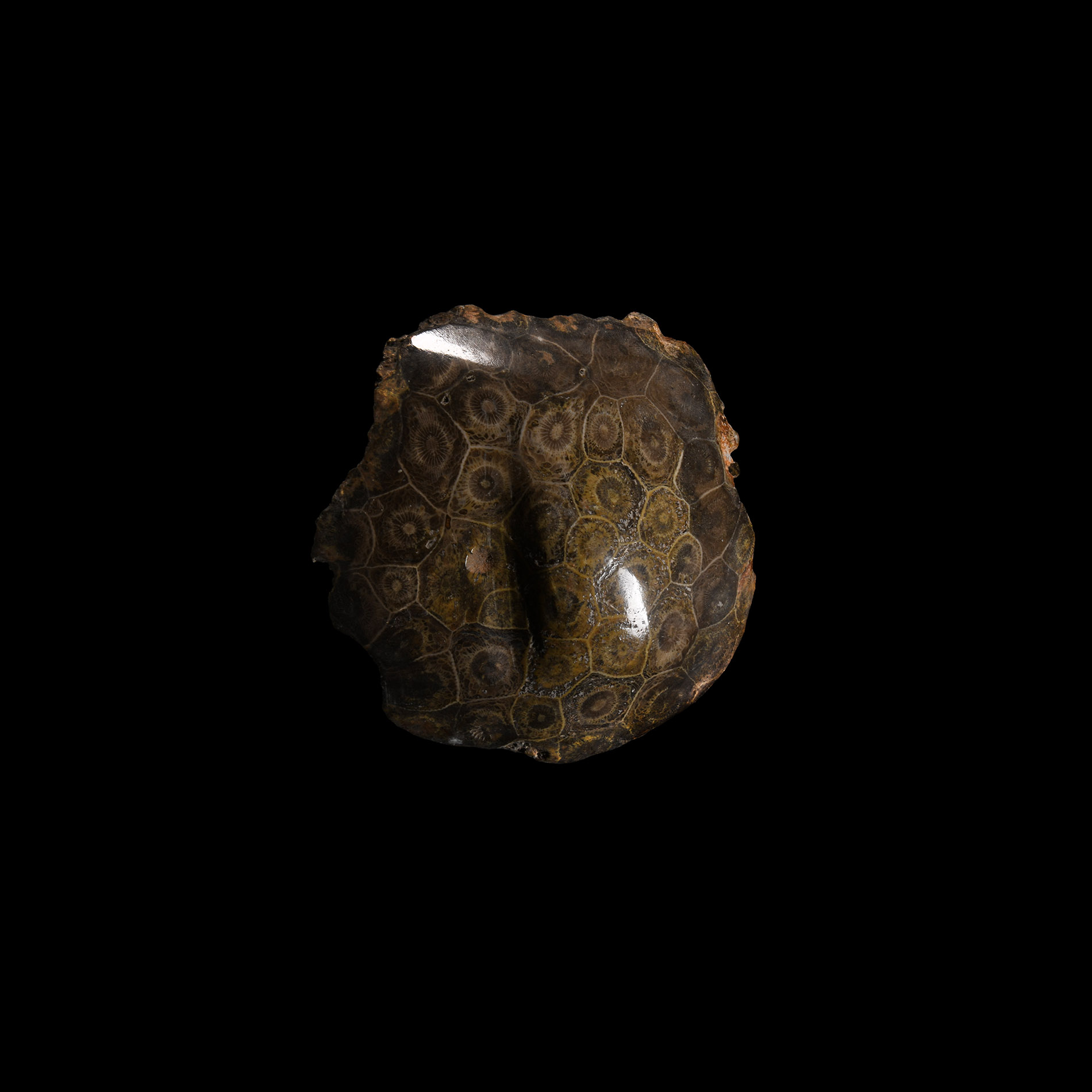 Natural History - Fossil Hexagonaria Coral