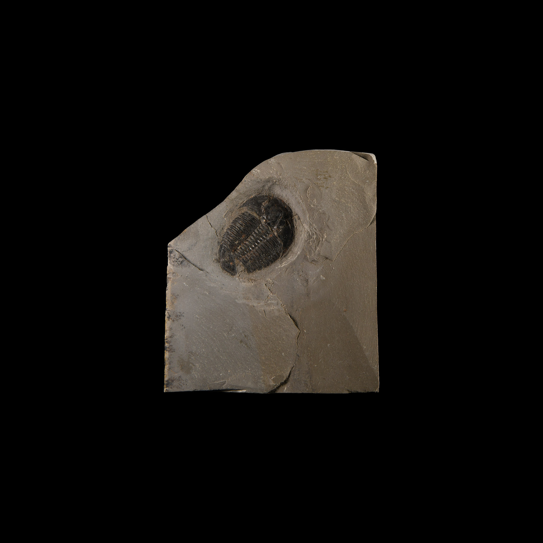Natural History - Fossil Elrathia Kingii Trilobite