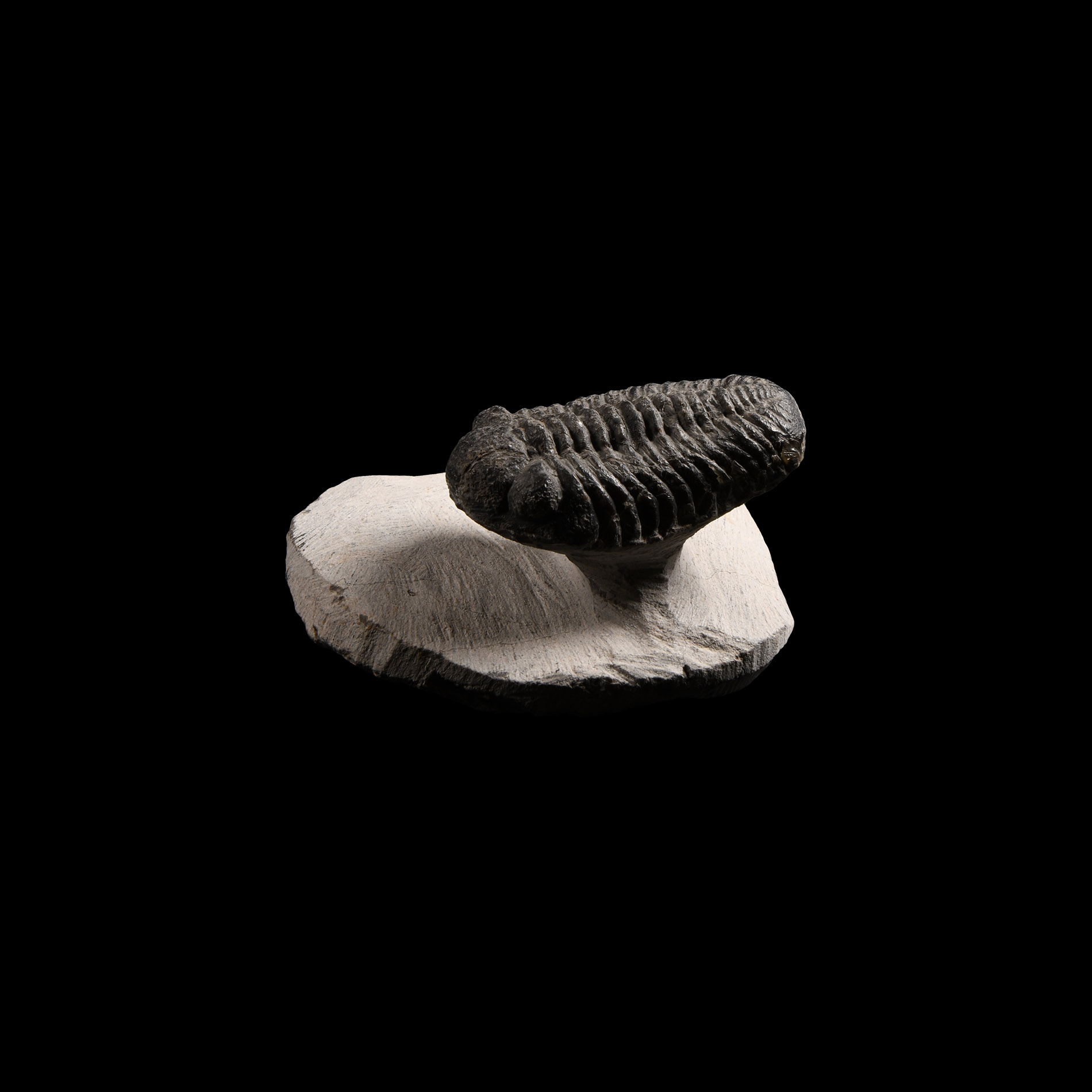 Natural History - Phacops Fossil Trilobite