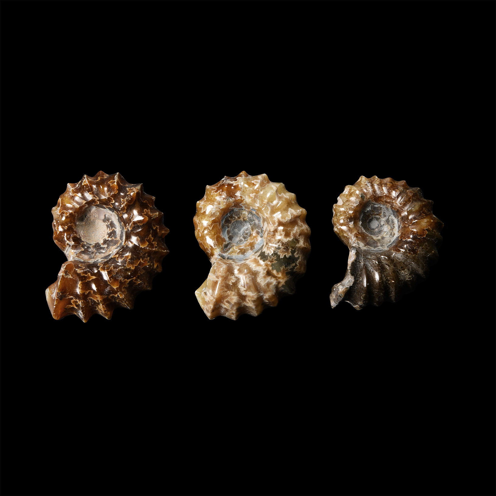 Natural History - Polished Douvilleiceras Fossil Ammonite Group