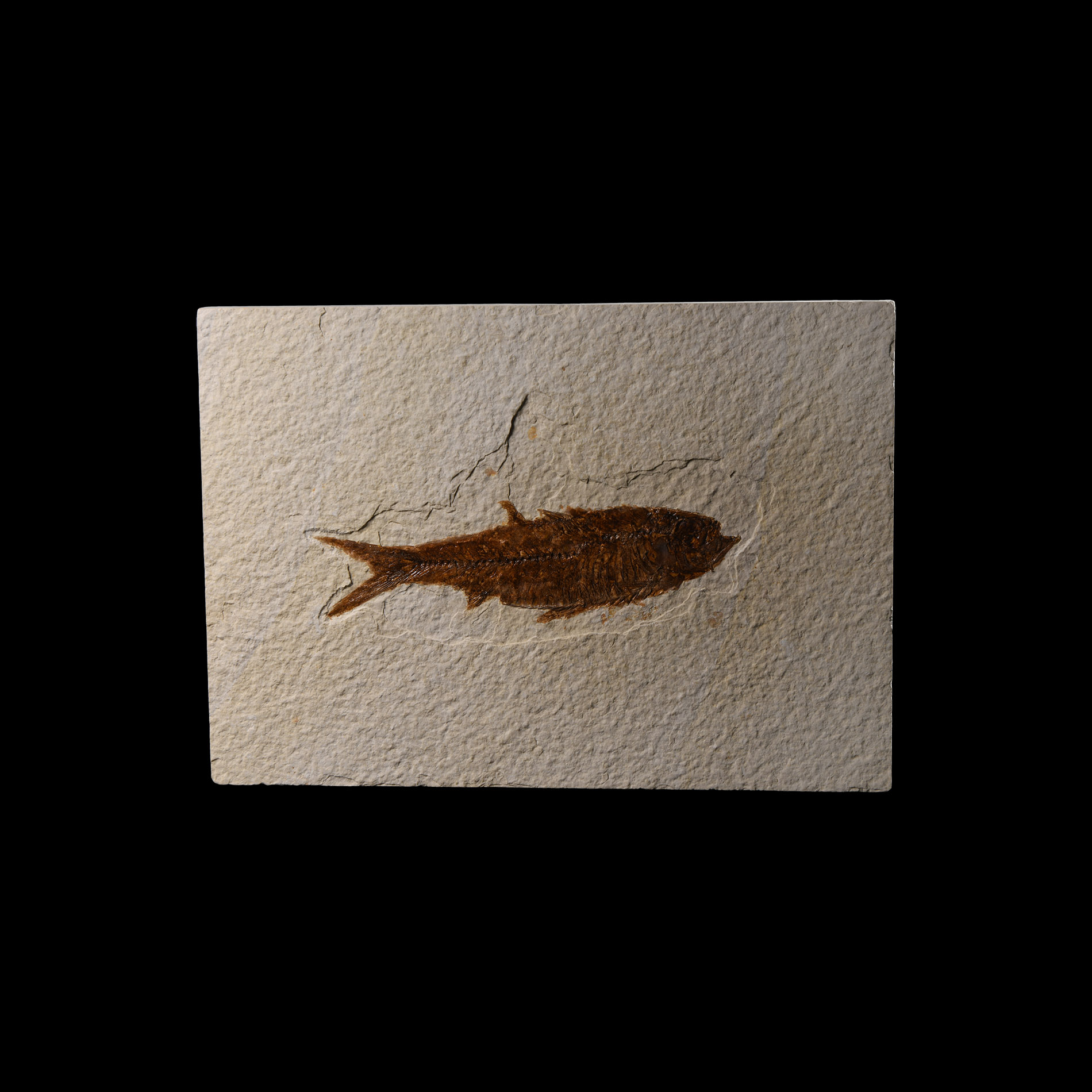Natural History - Knightia Fossil Fish
