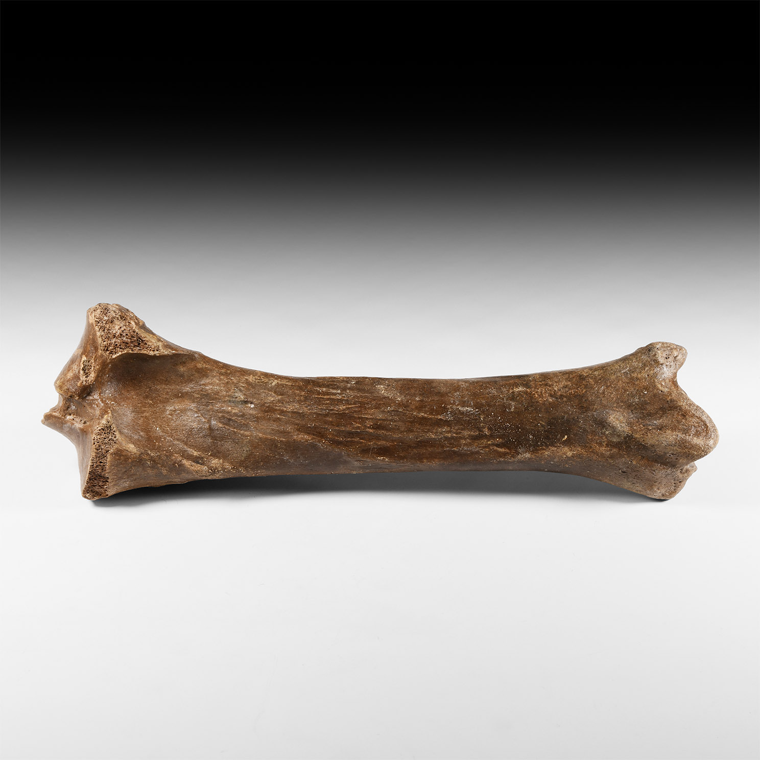 Natural History - Woolly Rhinoceros Fossil Leg Bone