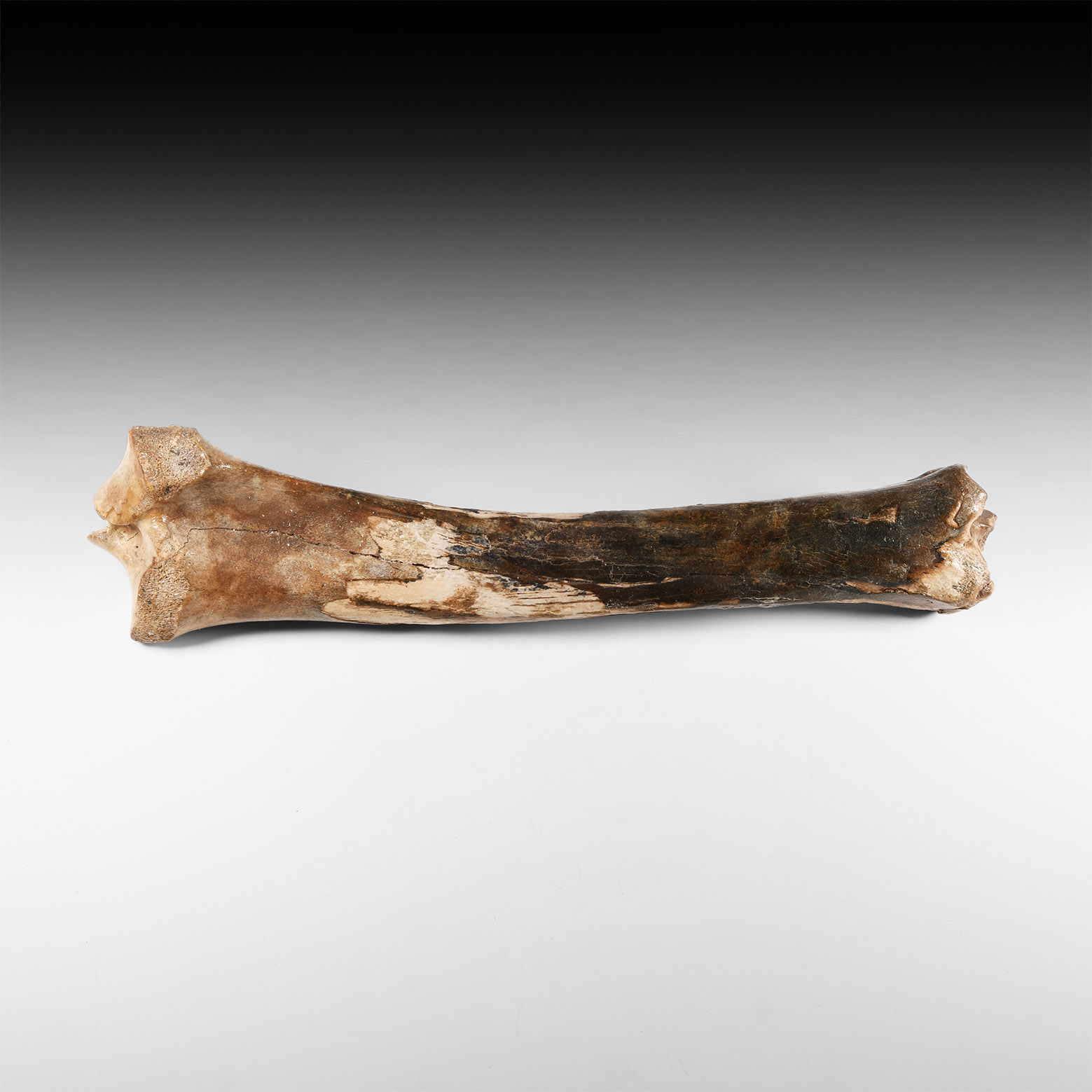Natural History - Ice Age Bison Fossil Leg Bone