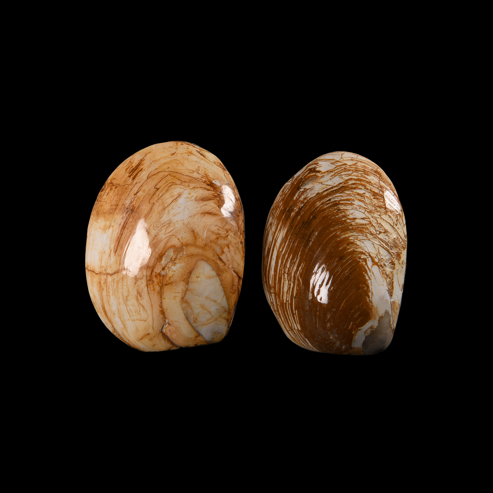 Natural History - Fossil Bivalve Group