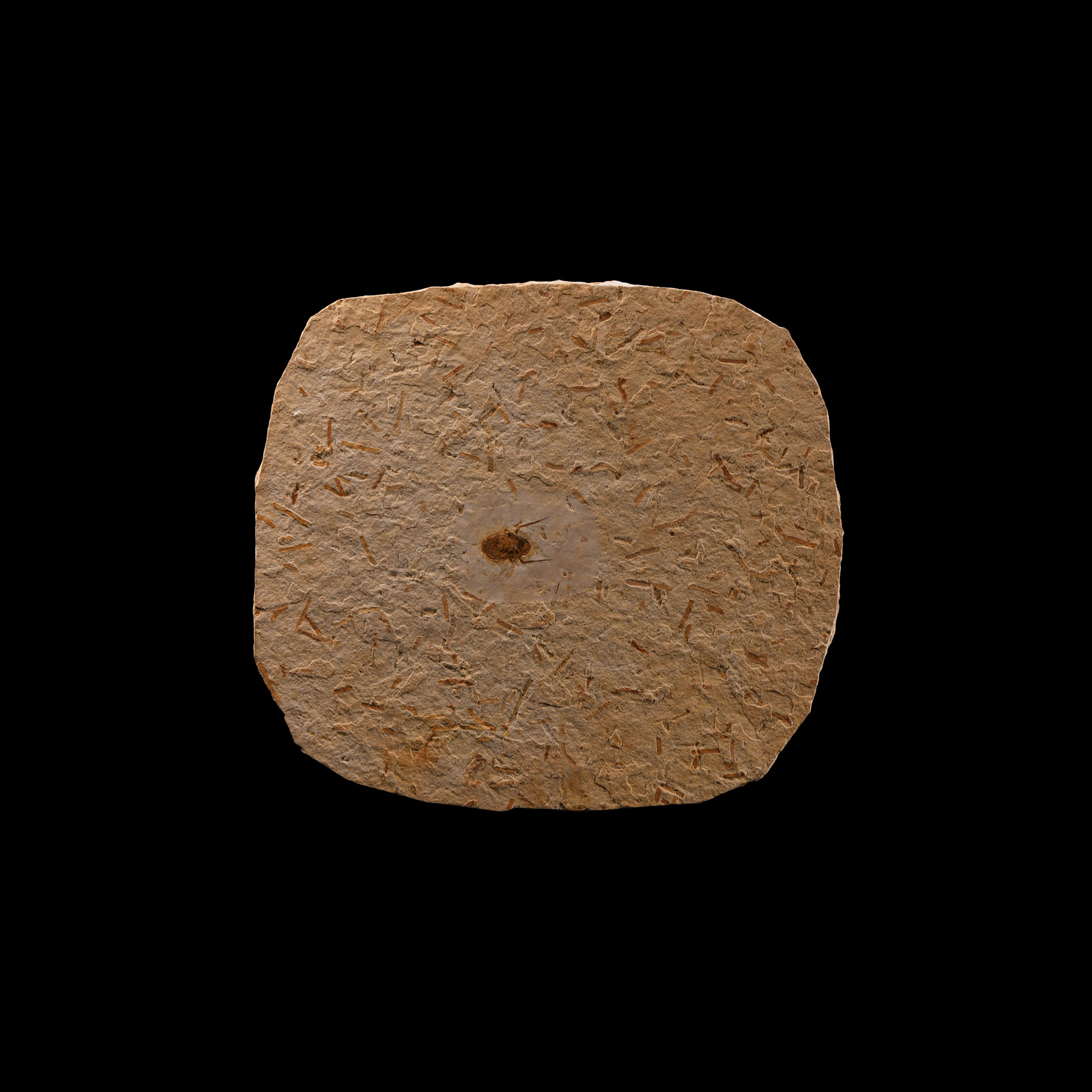 Natural History - Fossil Beetle