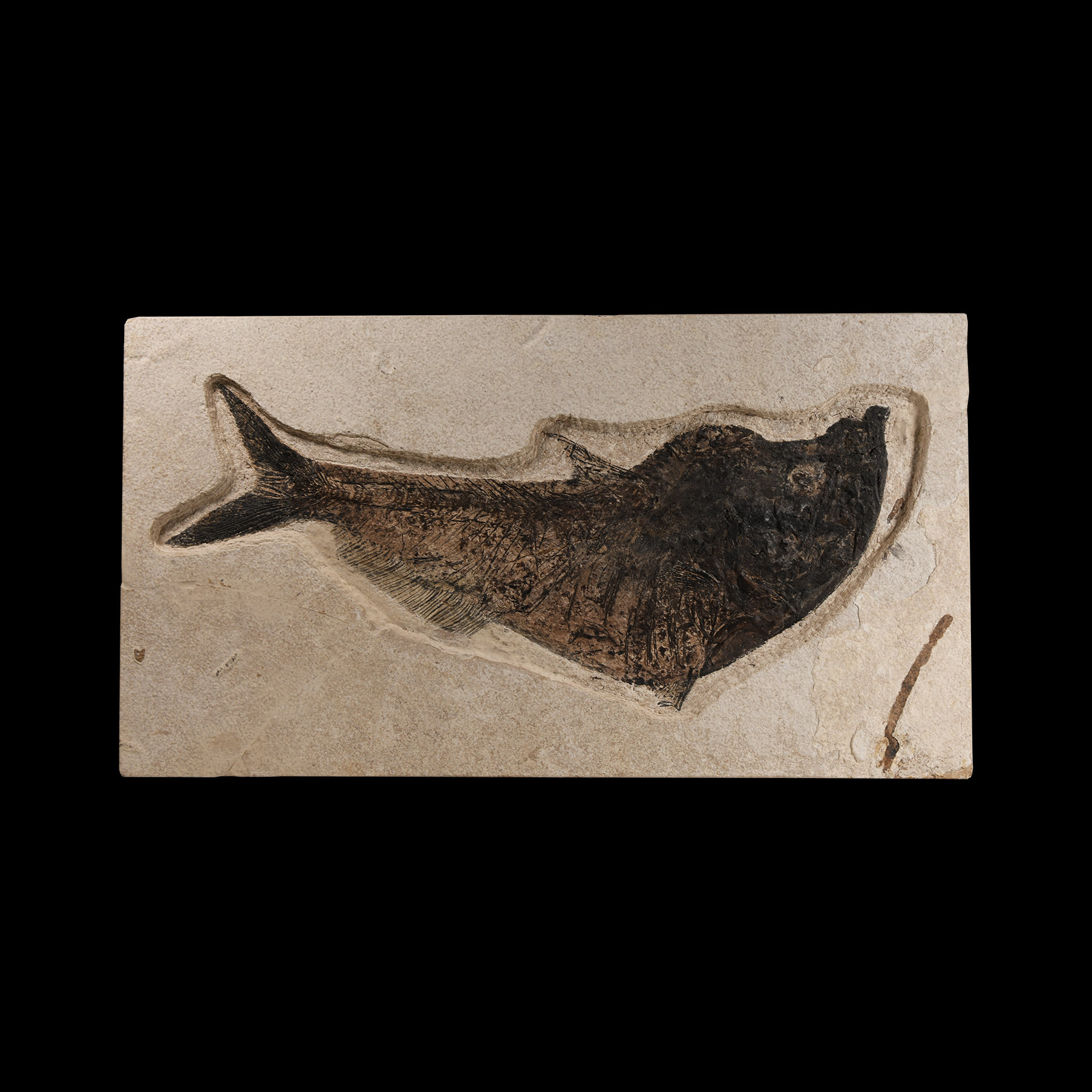 Natural History - Large Diplomystus Fossil Fish