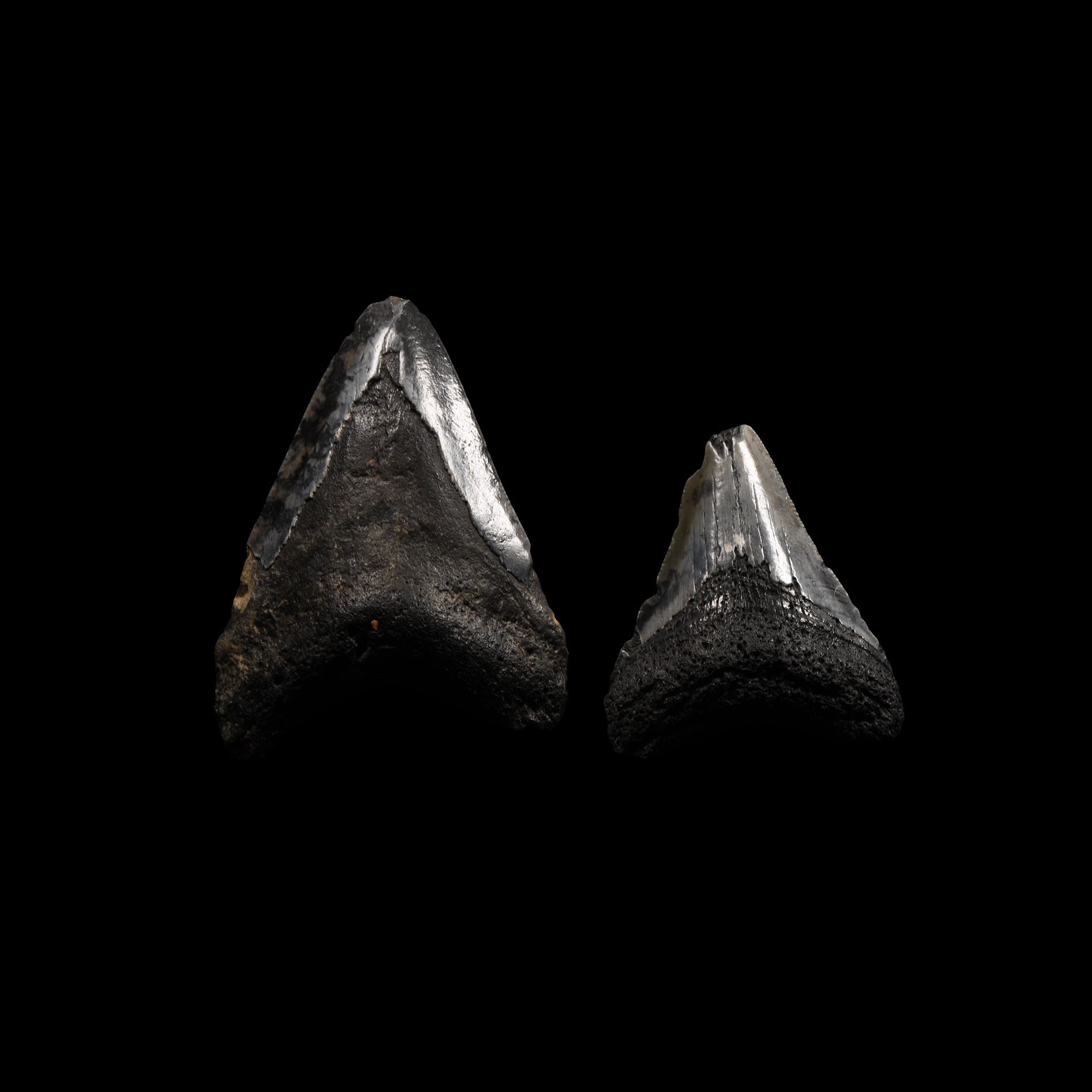 Natural History - Megalodon Giant Shark's Fossil Tooth Group