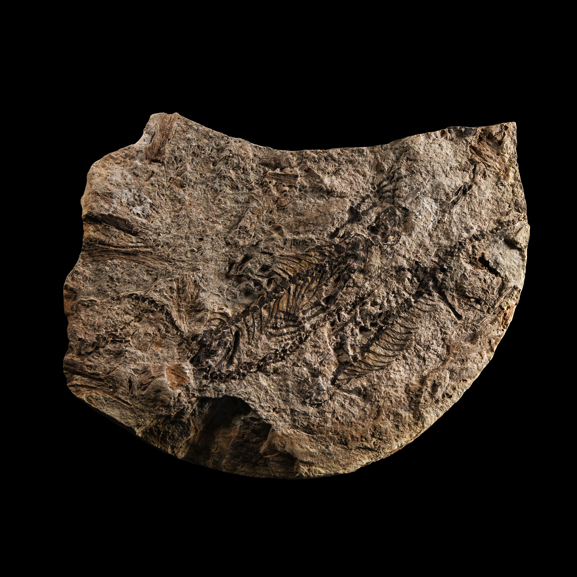 Natural History - Pair of Barasaurus Skeletons