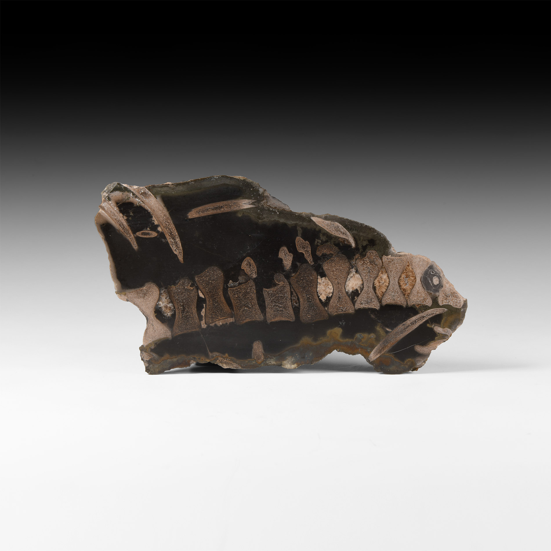 Natural History - British Polished Ichthyosaur Vertebrae Display
