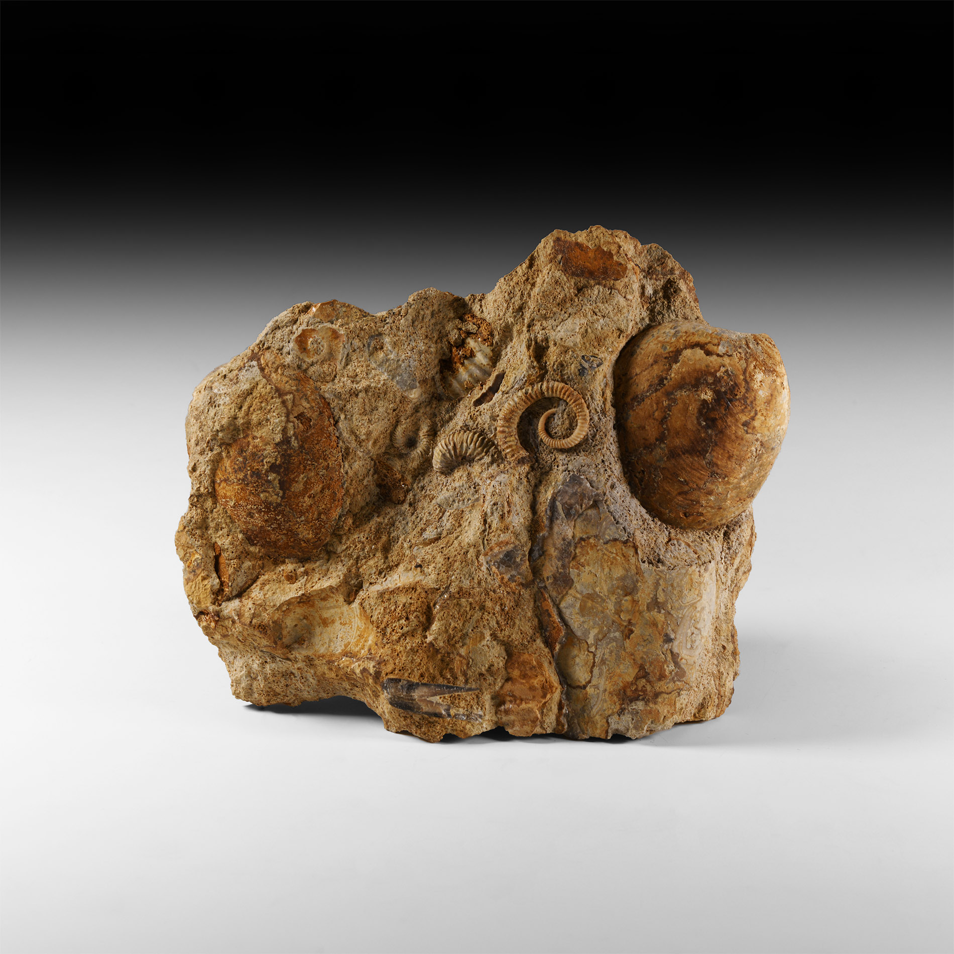 Natural History - British Heteromorph Fossil Ammonite with Bivalves Display