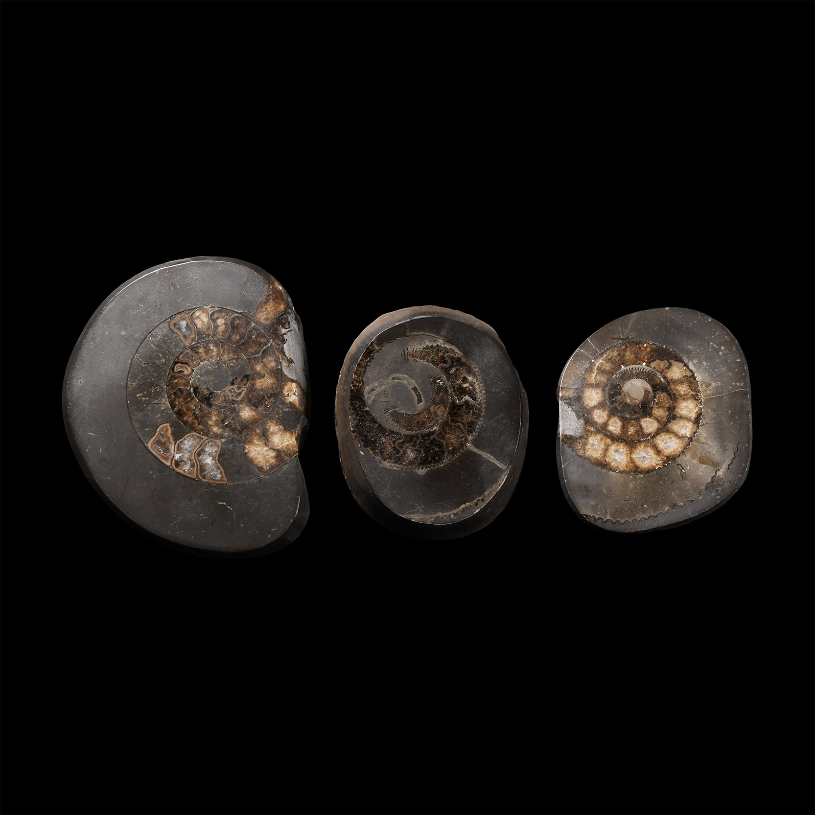 Natural History - Polished Whitby Dac Fossil Ammonite Group