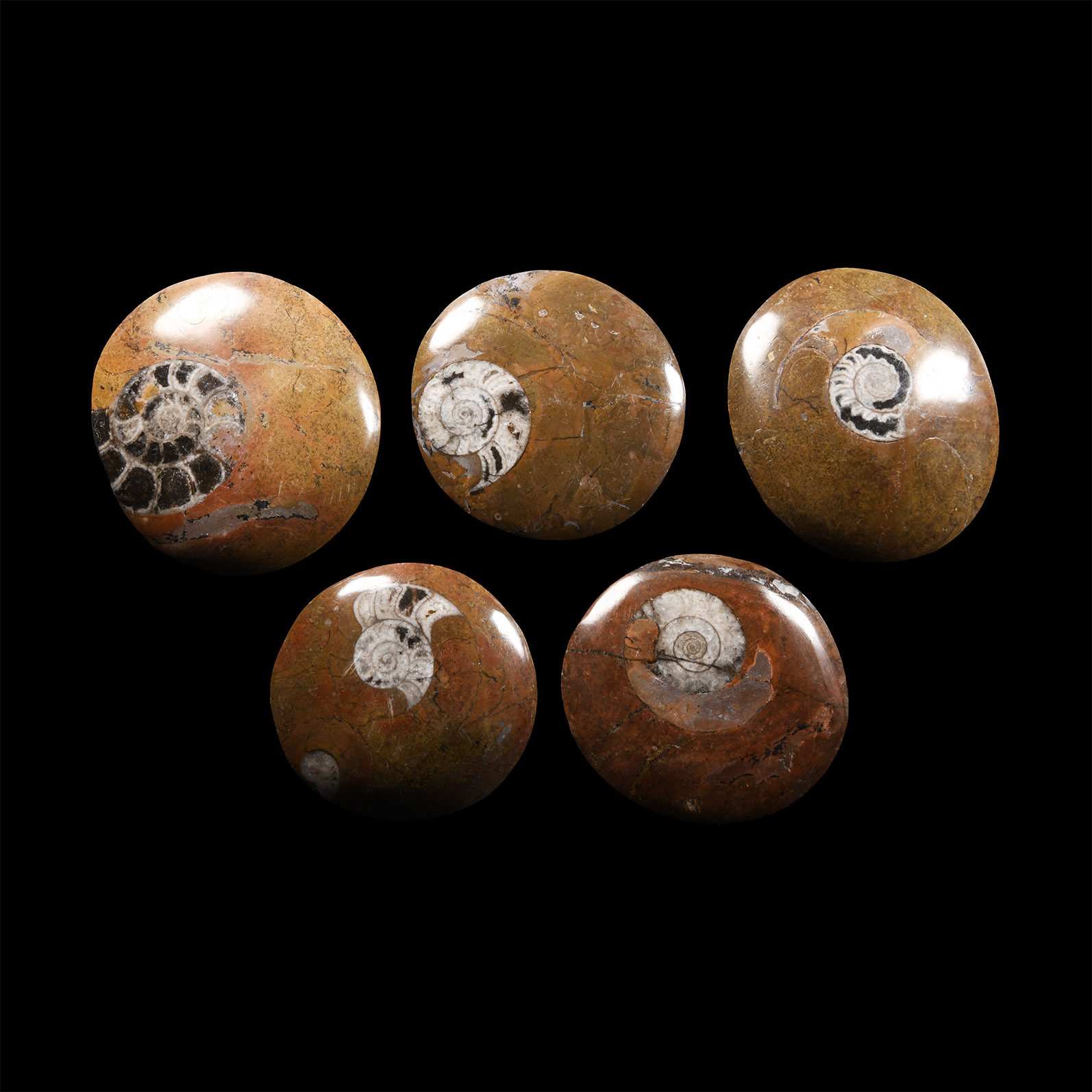 Natural History - Polished Goniatite Button Fossil Ammonite Group