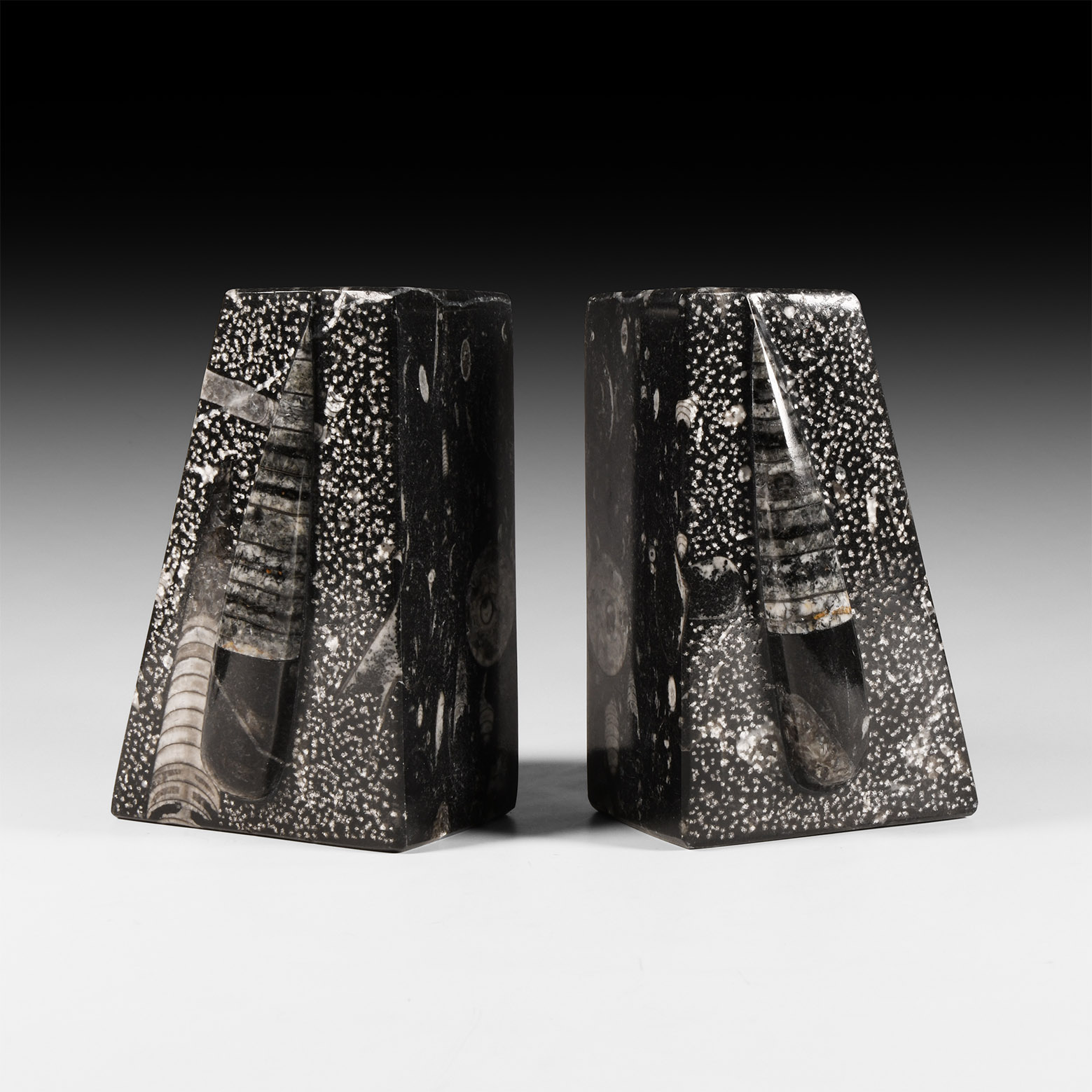 Natural History - Orthoceras Fossil Book End Pair