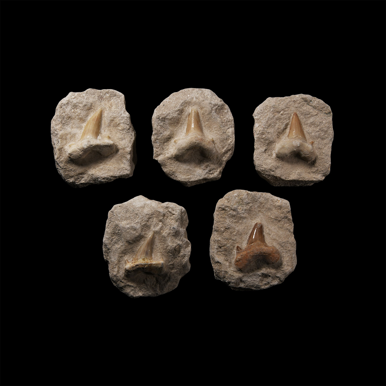 Natural History - Fossil Otodus Shark Teeth on Matrix Group