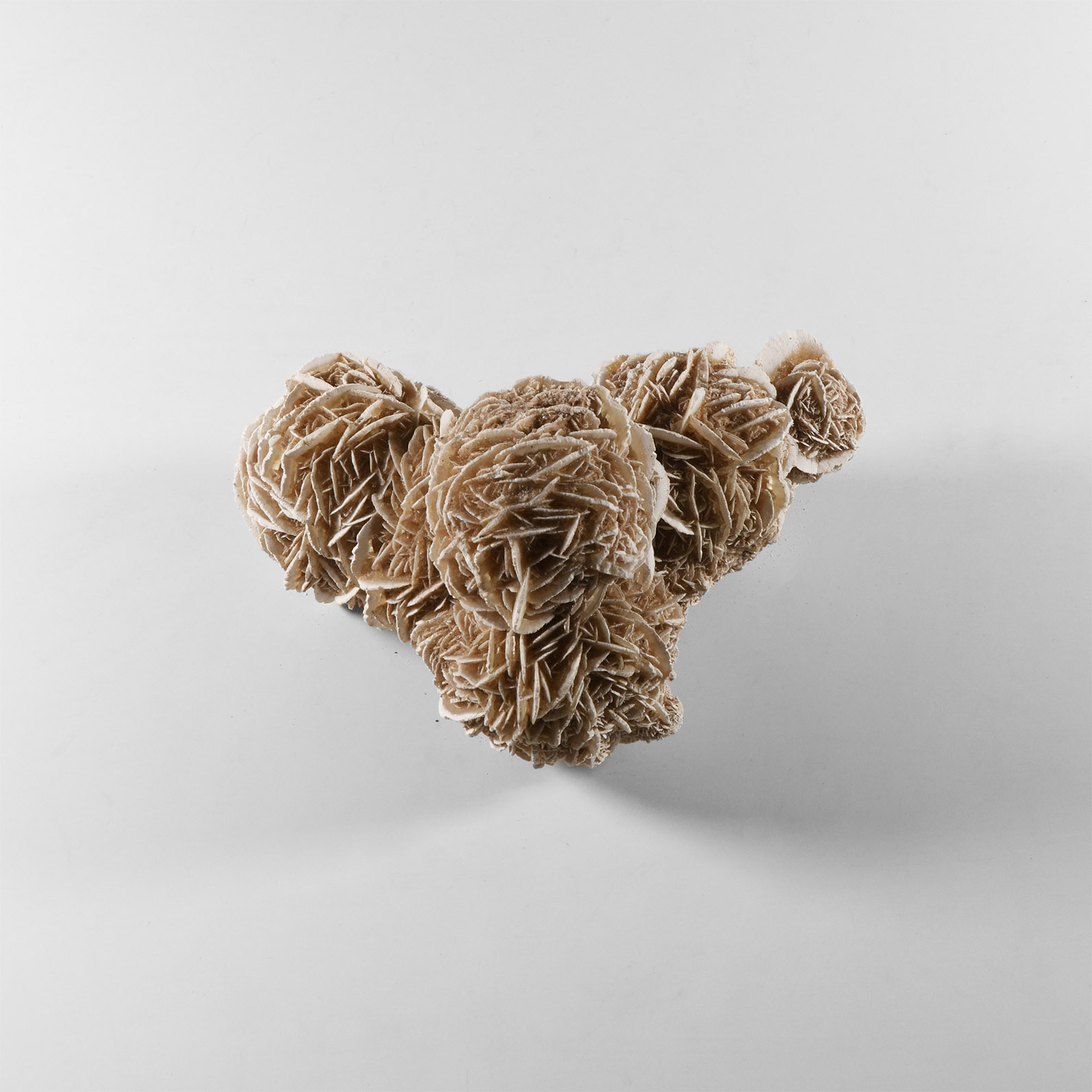 Natural History - Selenite 'Desert Rose' Cluster