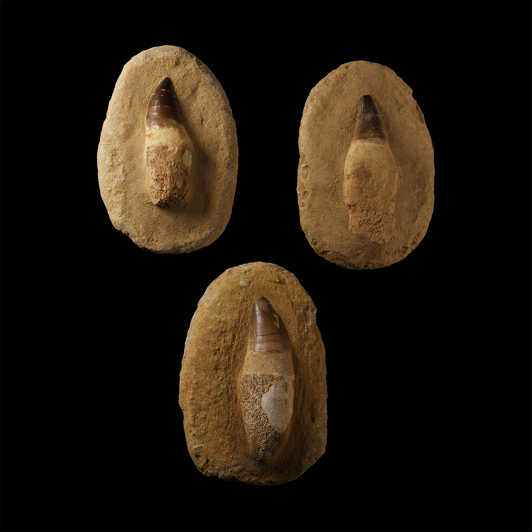 Natural History - Fossil Mosasaur Teeth Group