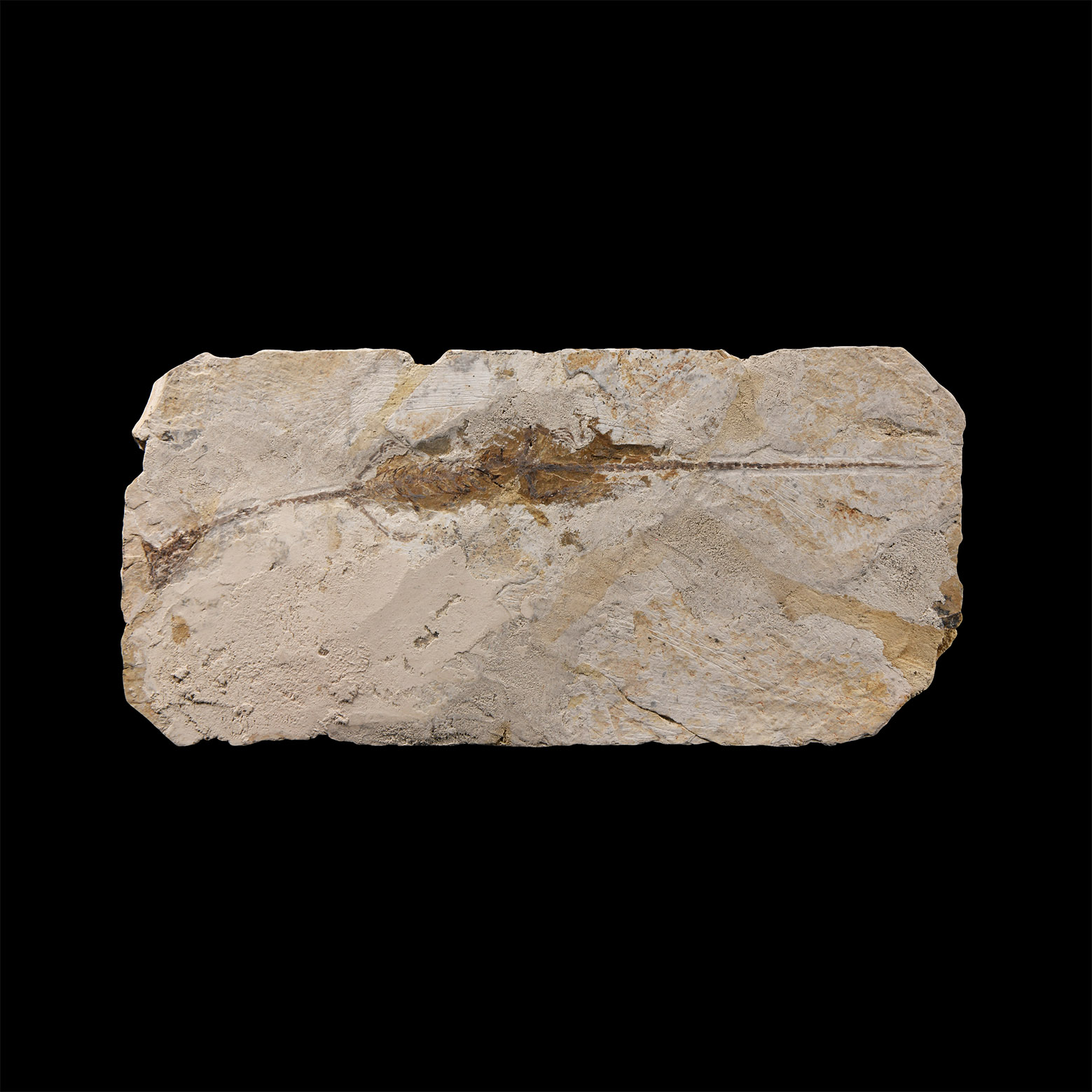 Natural History - Hyphalosaurus Fossil in Matrix