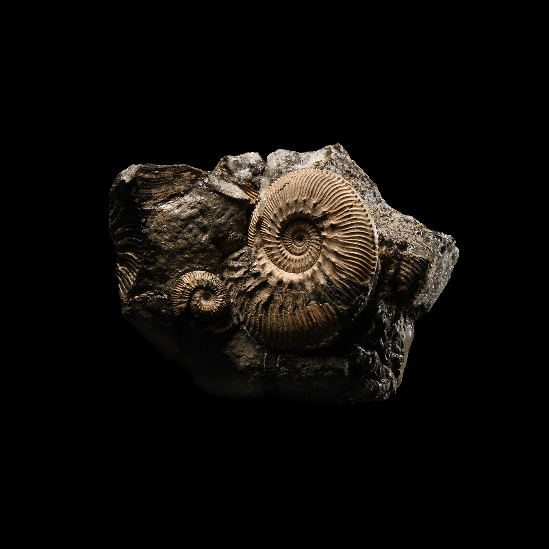 Natural History - Fossil Ammonite Cluster