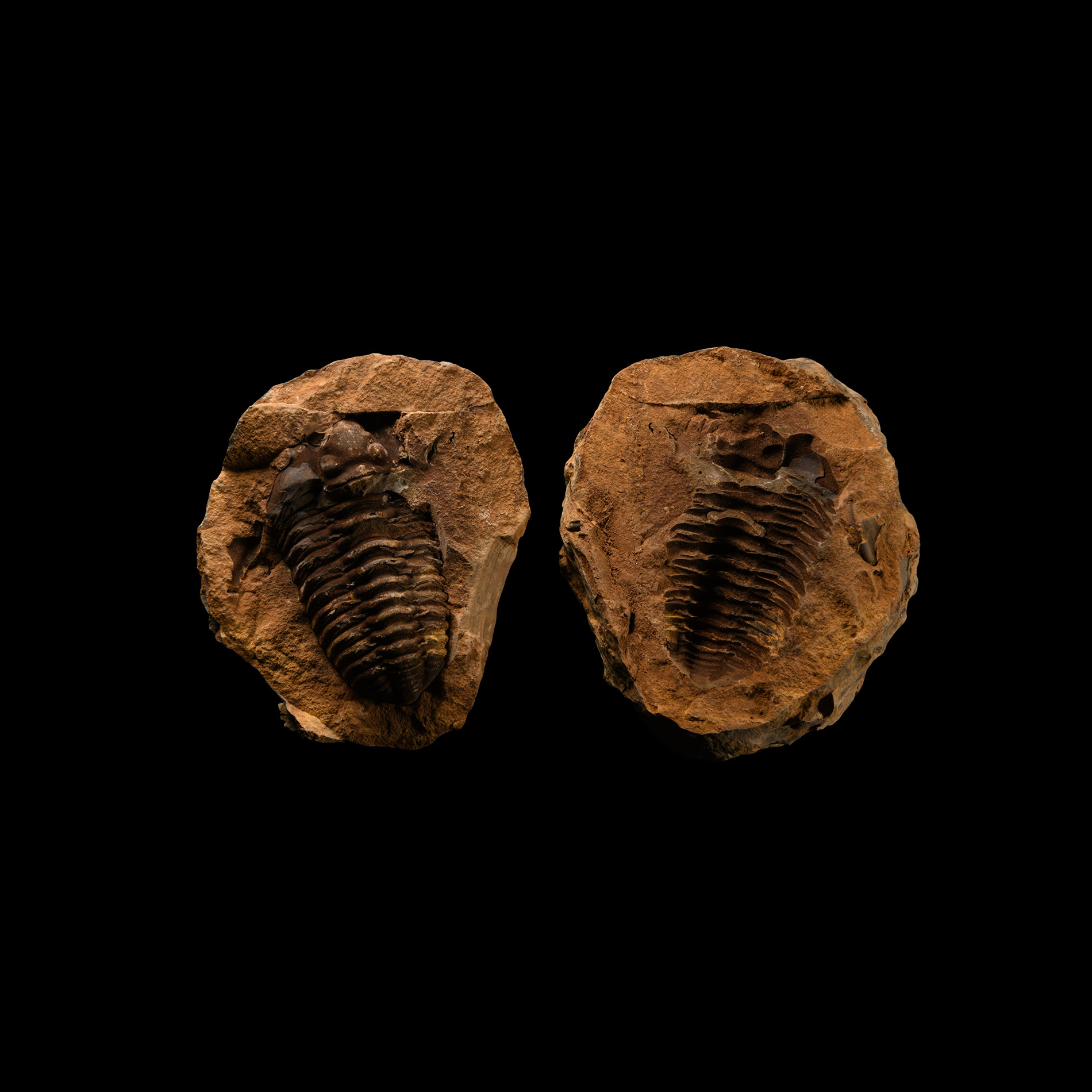 Natural History - Flexicalymene Fossil Trilobite Nodule