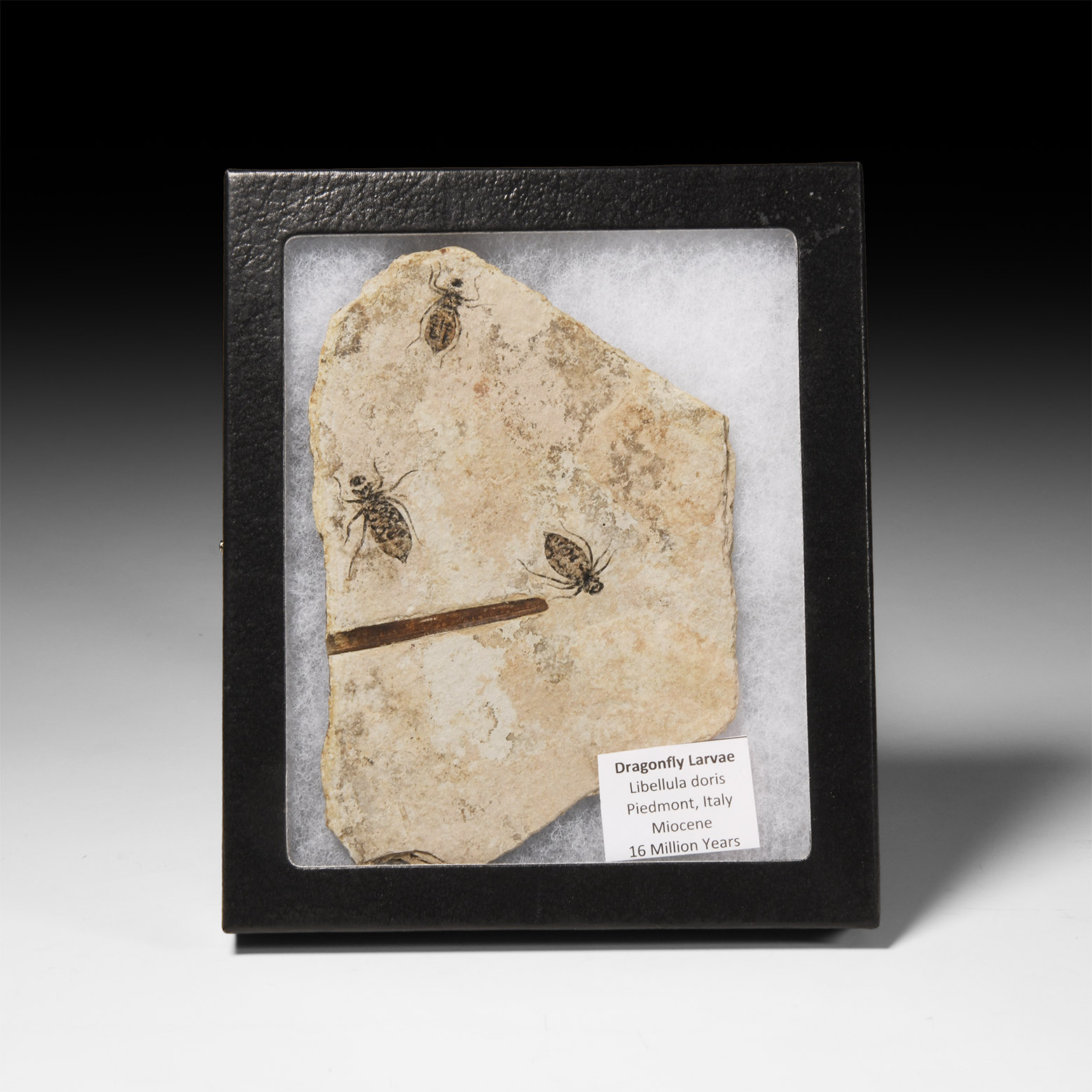 Natural History - Fossil Dragonfly Larvae in Matrix
