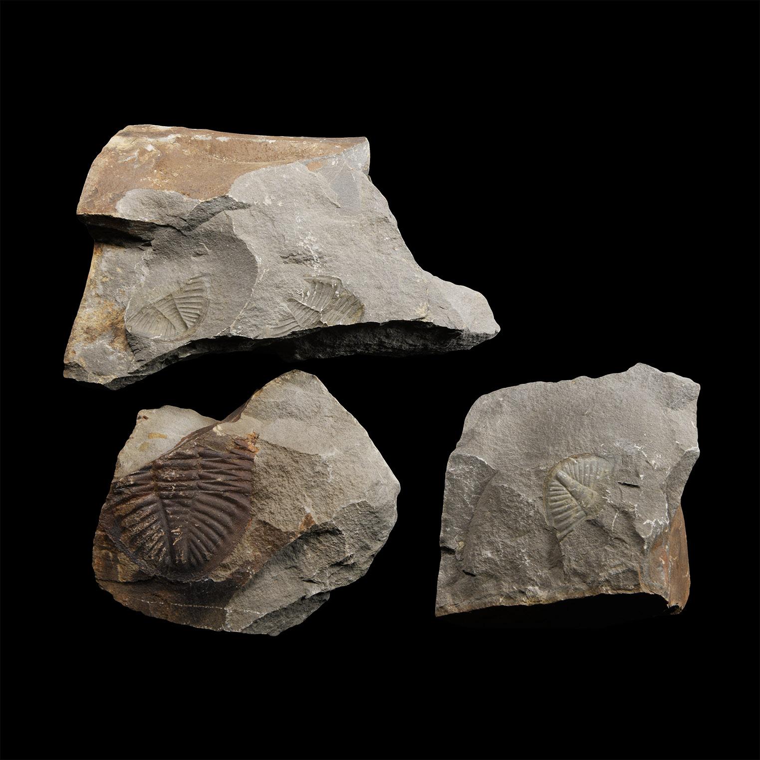 Natural History - Welsh Fossil Trilobite Group