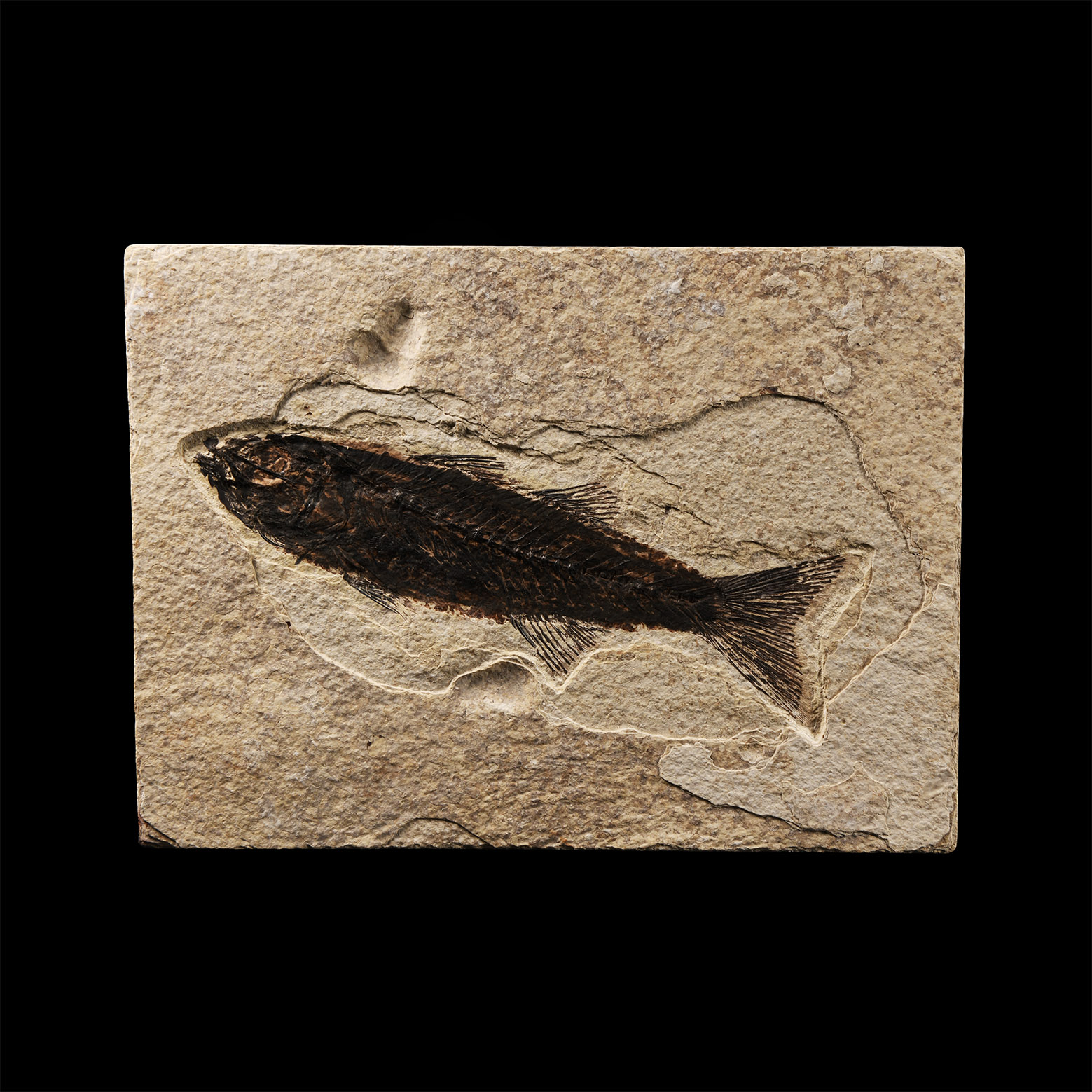 Natural History - Mioplosus Fossil Fish in Matrix