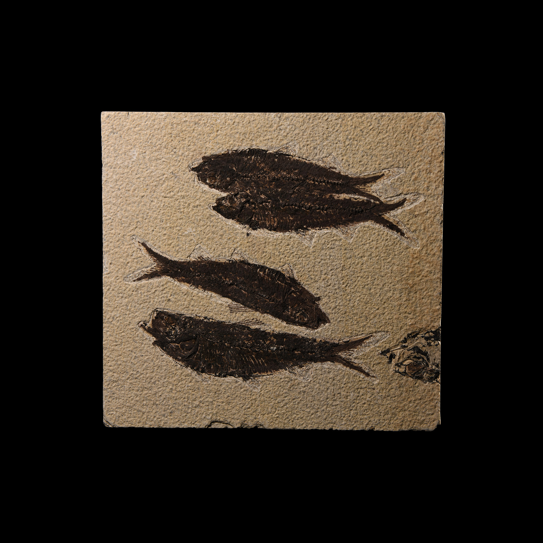 Natural History - Knightia Fossil Fish in Matrix
