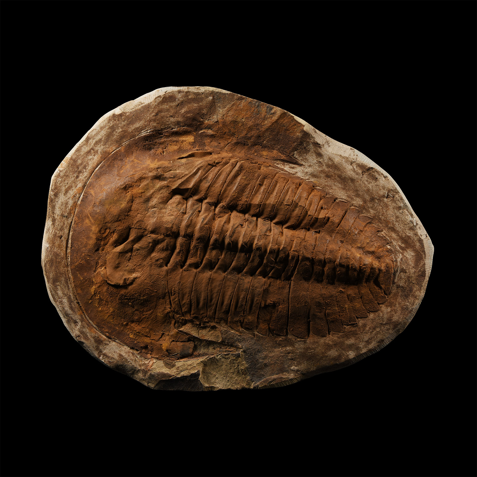 Natural History - Large Fossil Cambropallas Trilobite