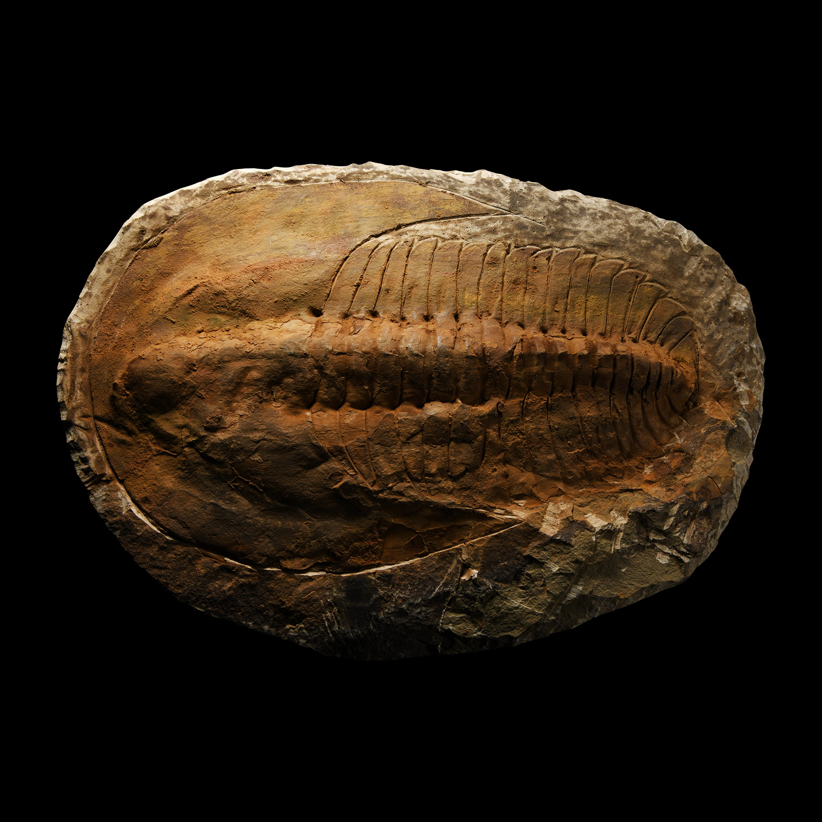 Natural History - Large Fossil Cambropallas Trilobite