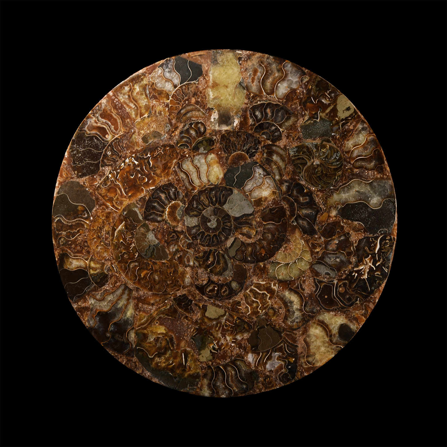 Natural History - Polished Fossil Ammonite Plate